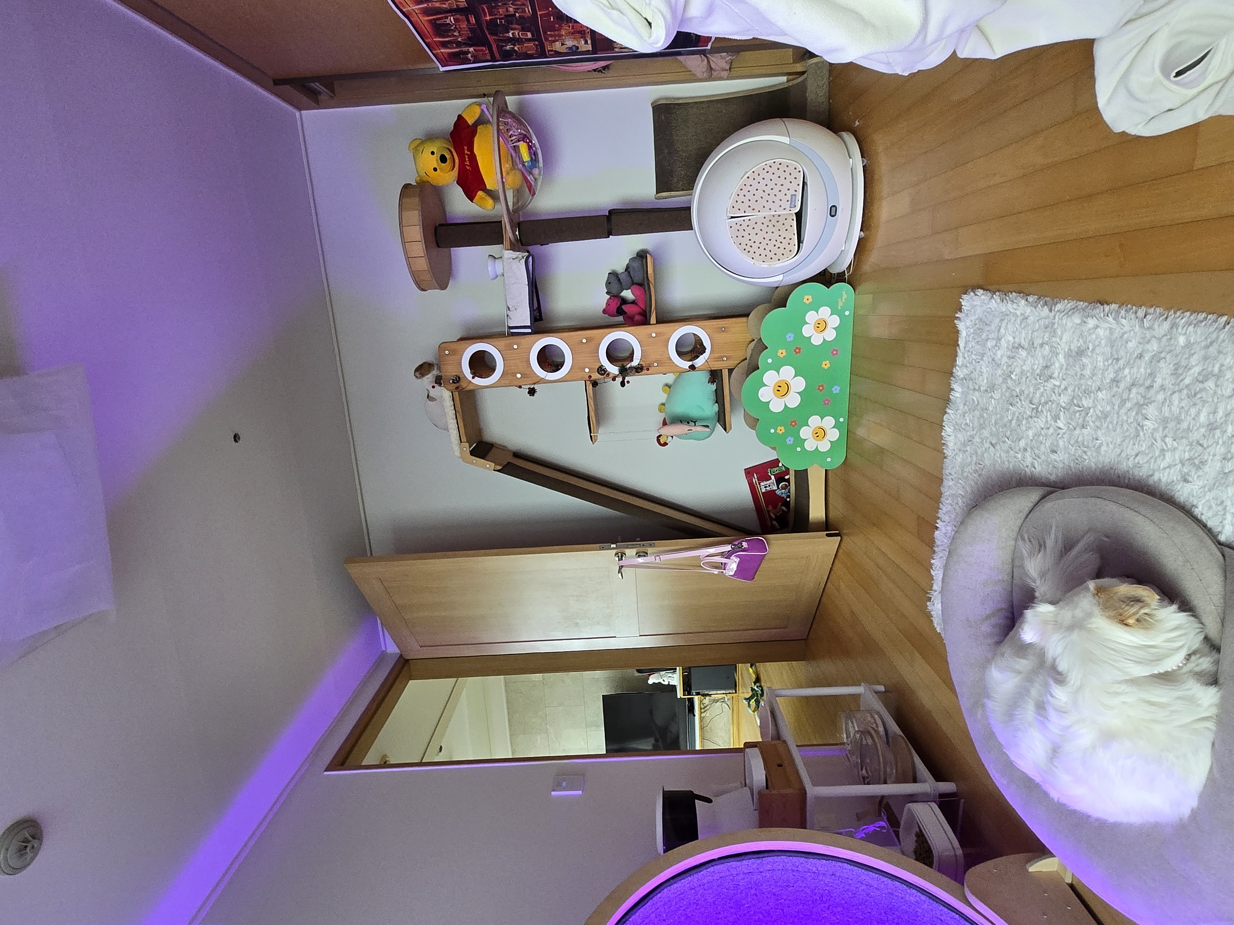 알코(크룩섕스) 미용했어요!!