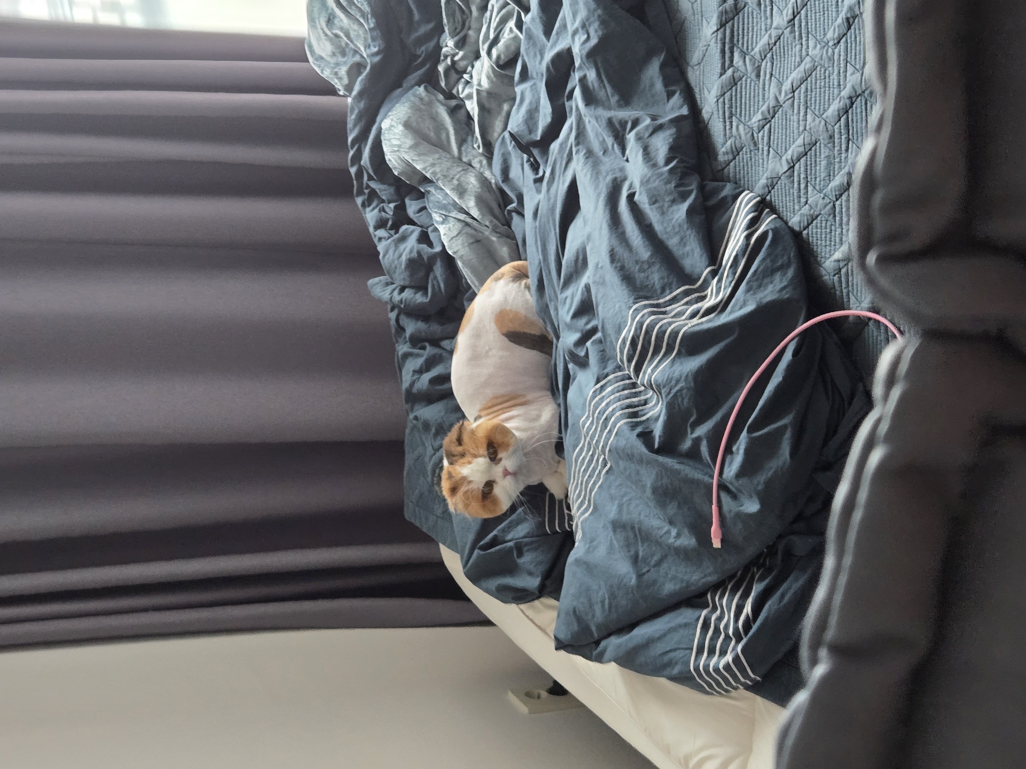 알코(크룩섕스) 미용했어요!!