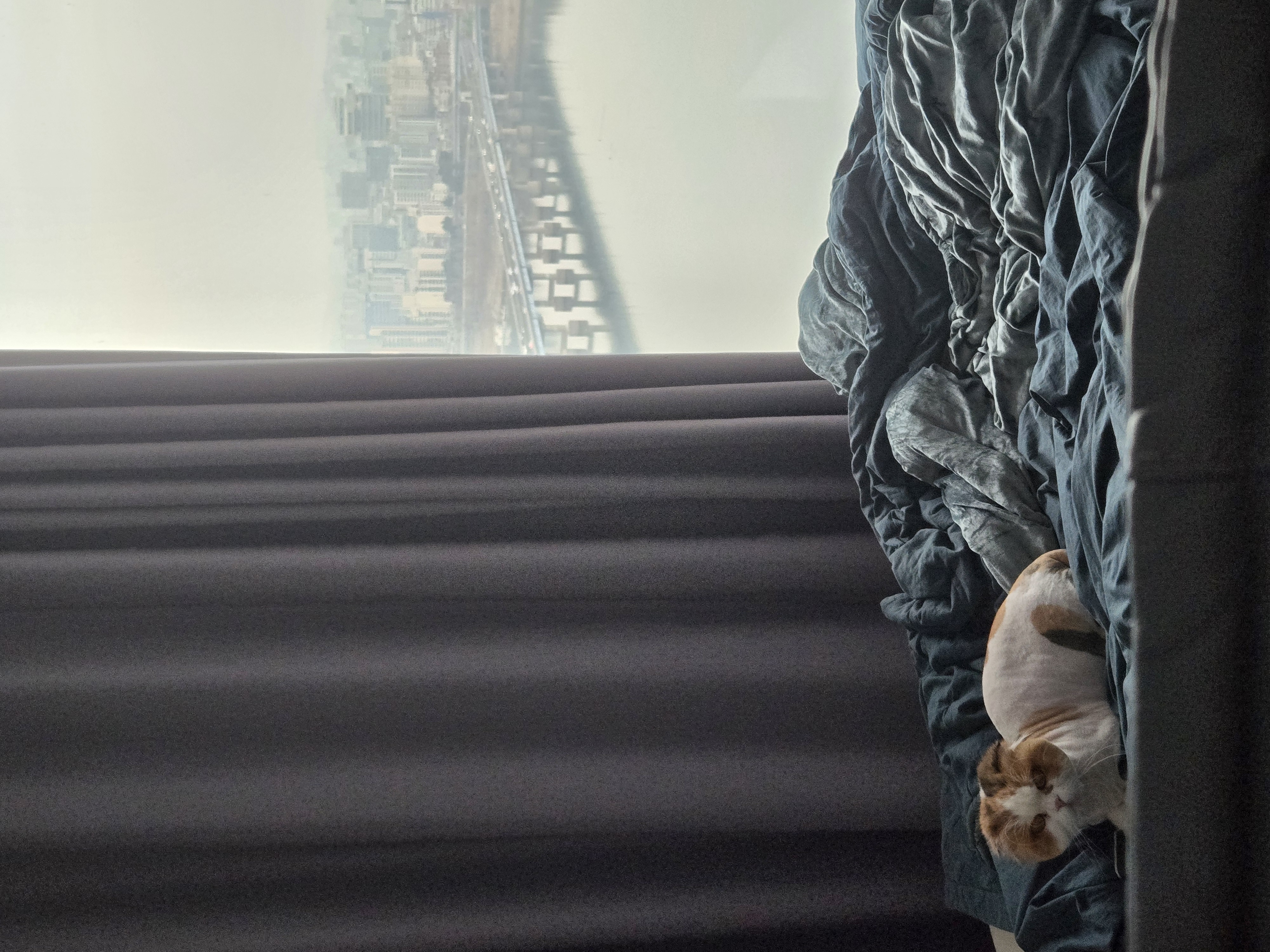 알코(크룩섕스) 미용했어요!!