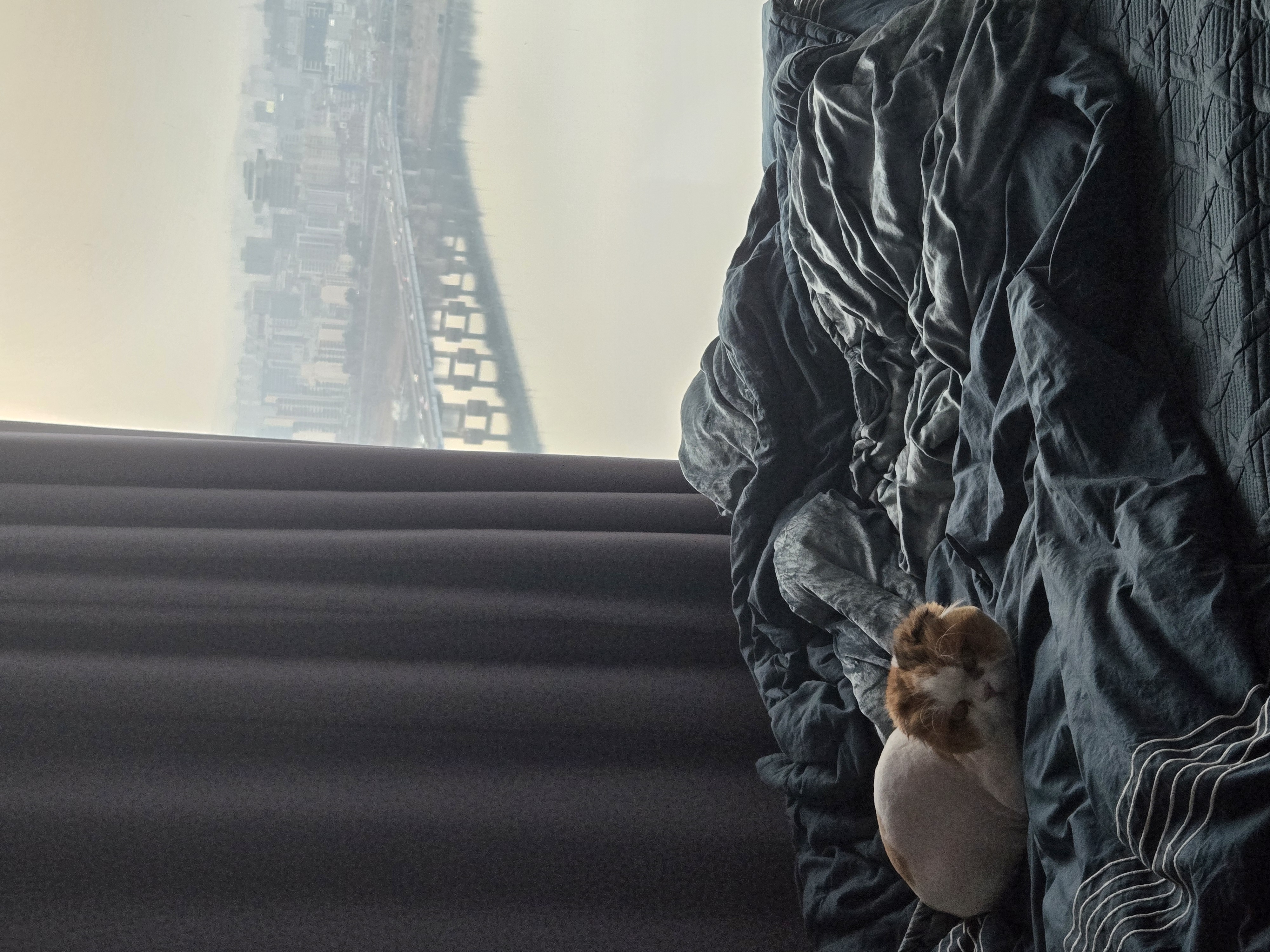 알코(크룩섕스) 미용했어요!!