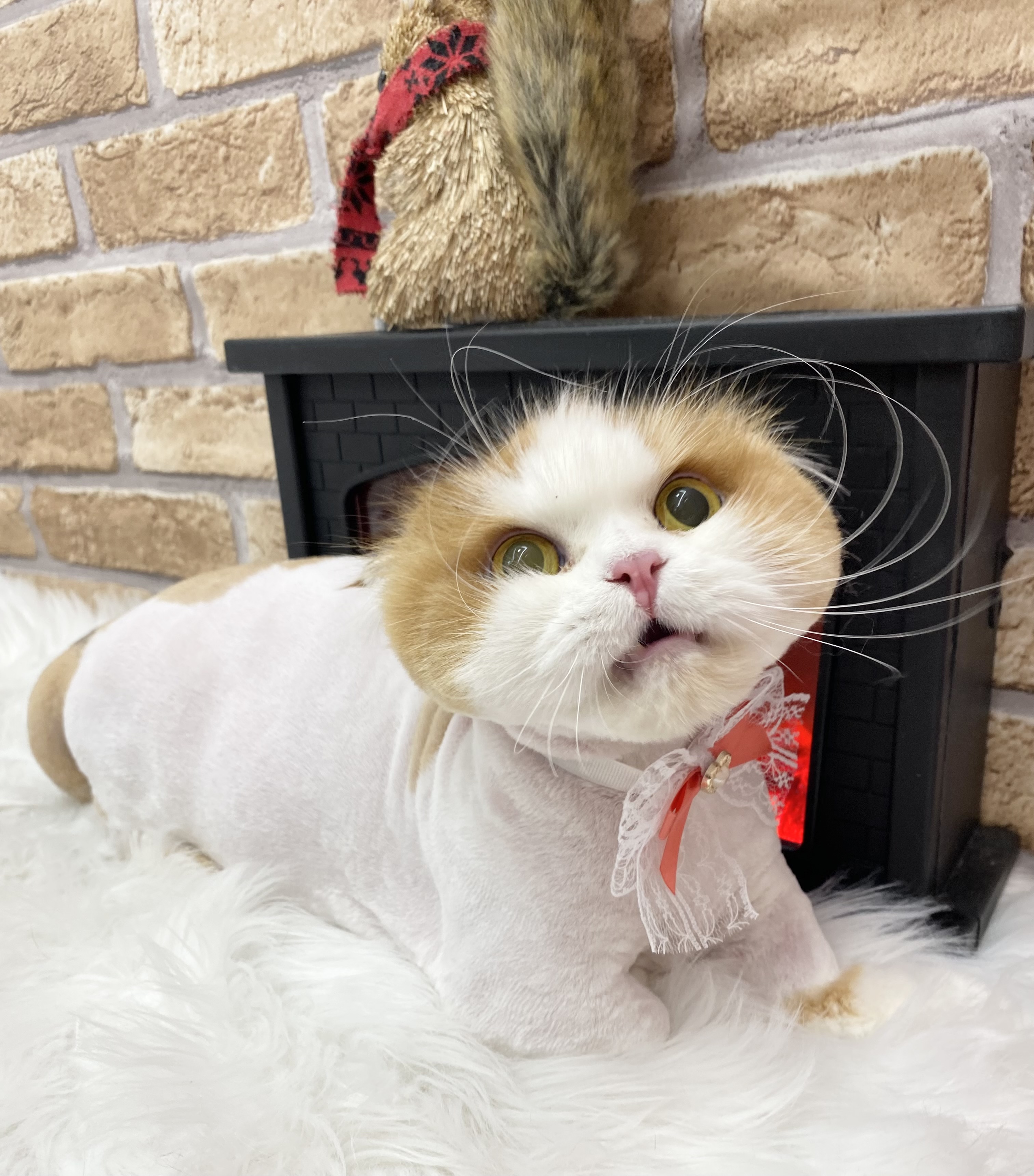 알코(크룩섕스) 미용했어요!!