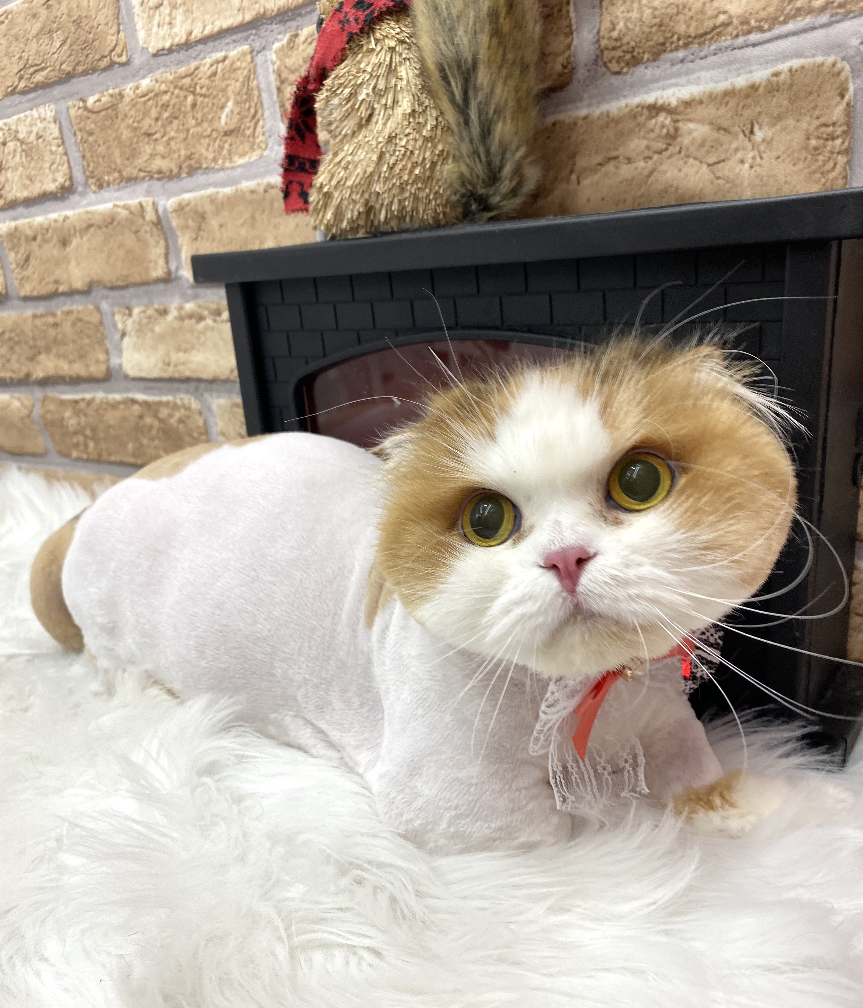 알코(크룩섕스) 미용했어요!!