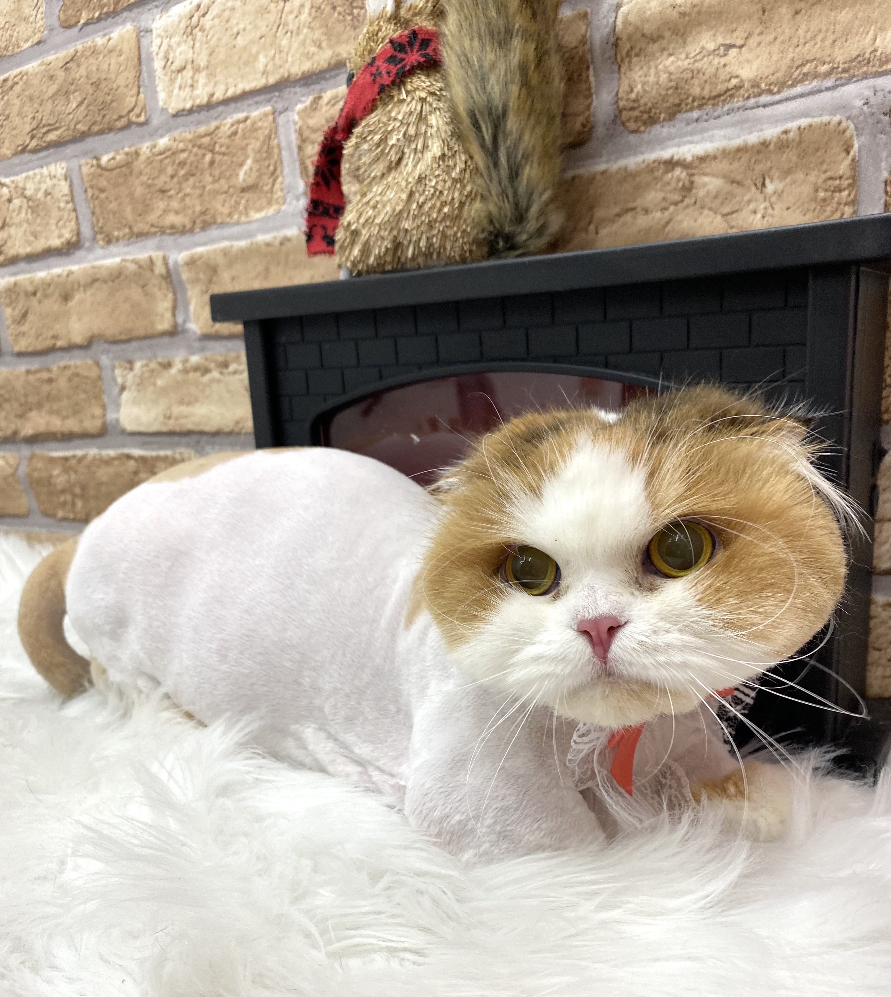 알코(크룩섕스) 미용했어요!!