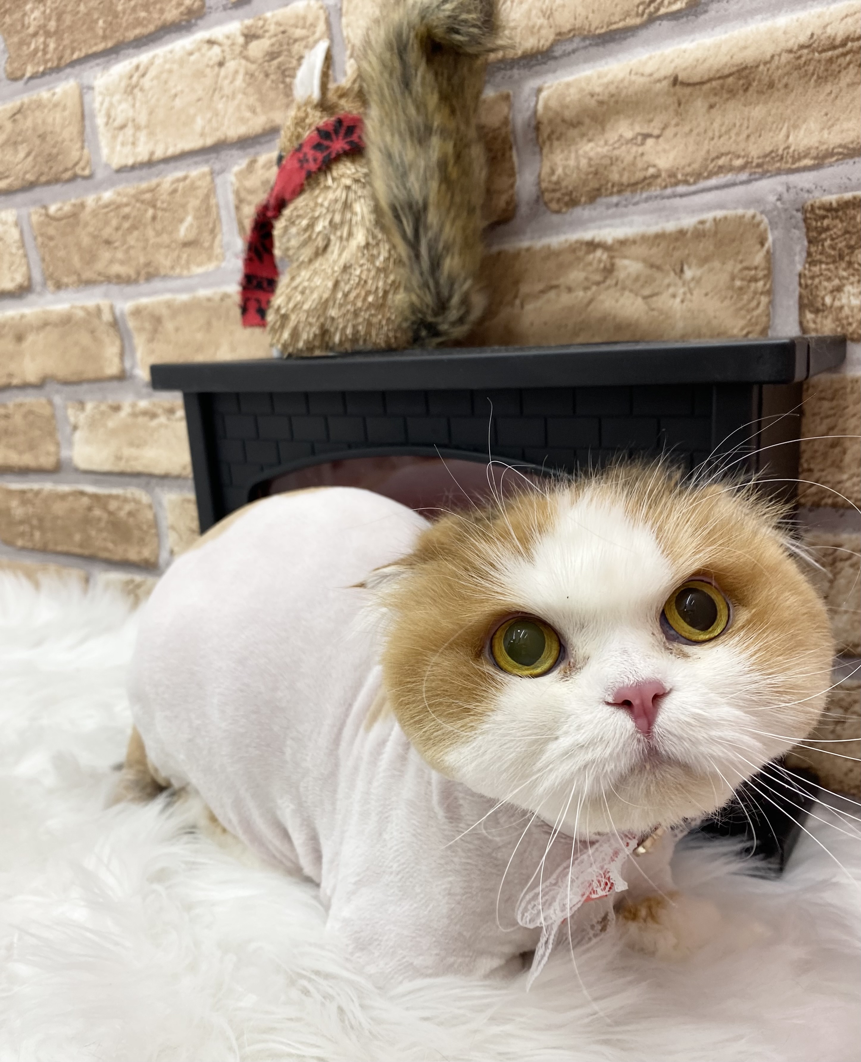 알코(크룩섕스) 미용했어요!!