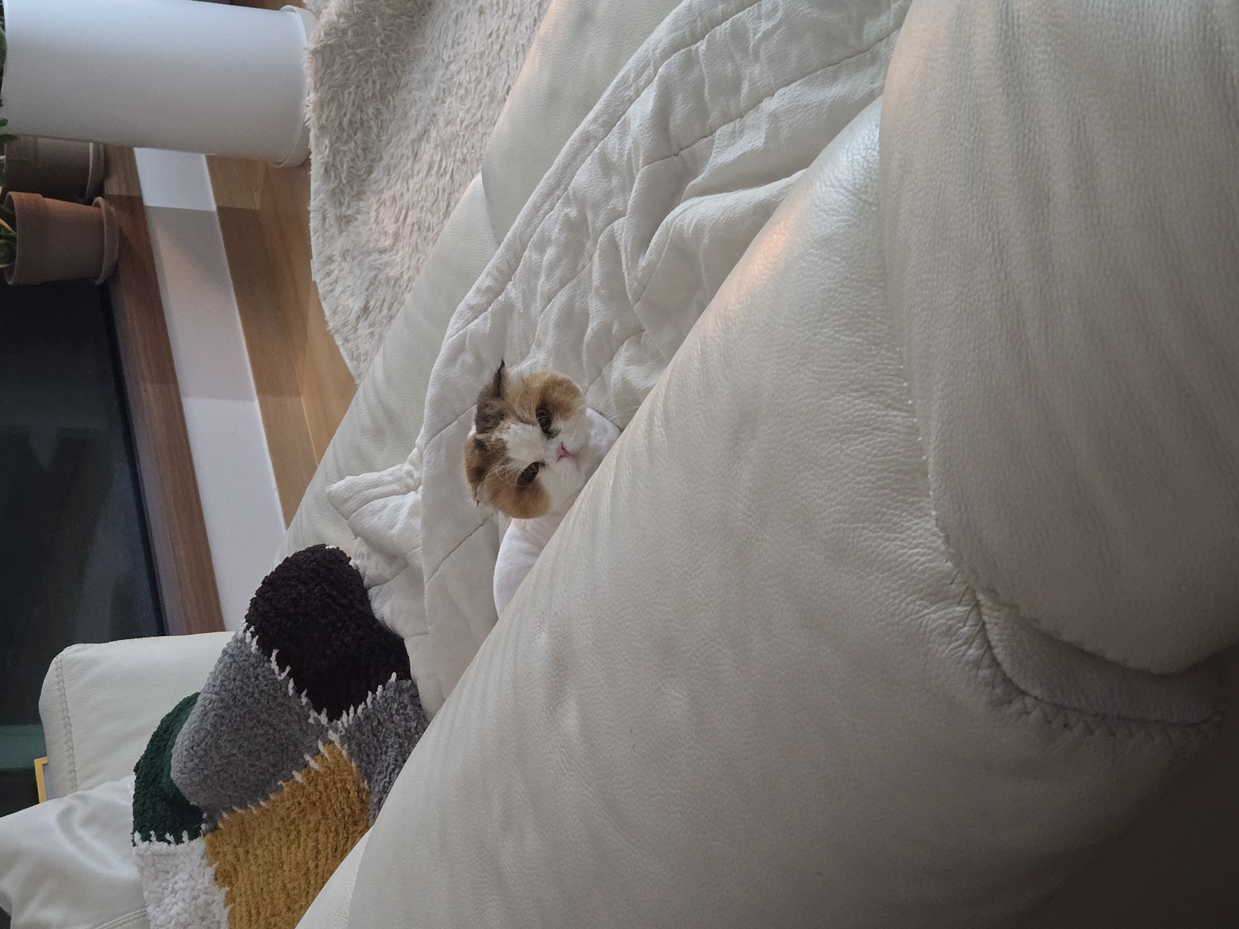 알코(크룩섕스) 미용했어요!!