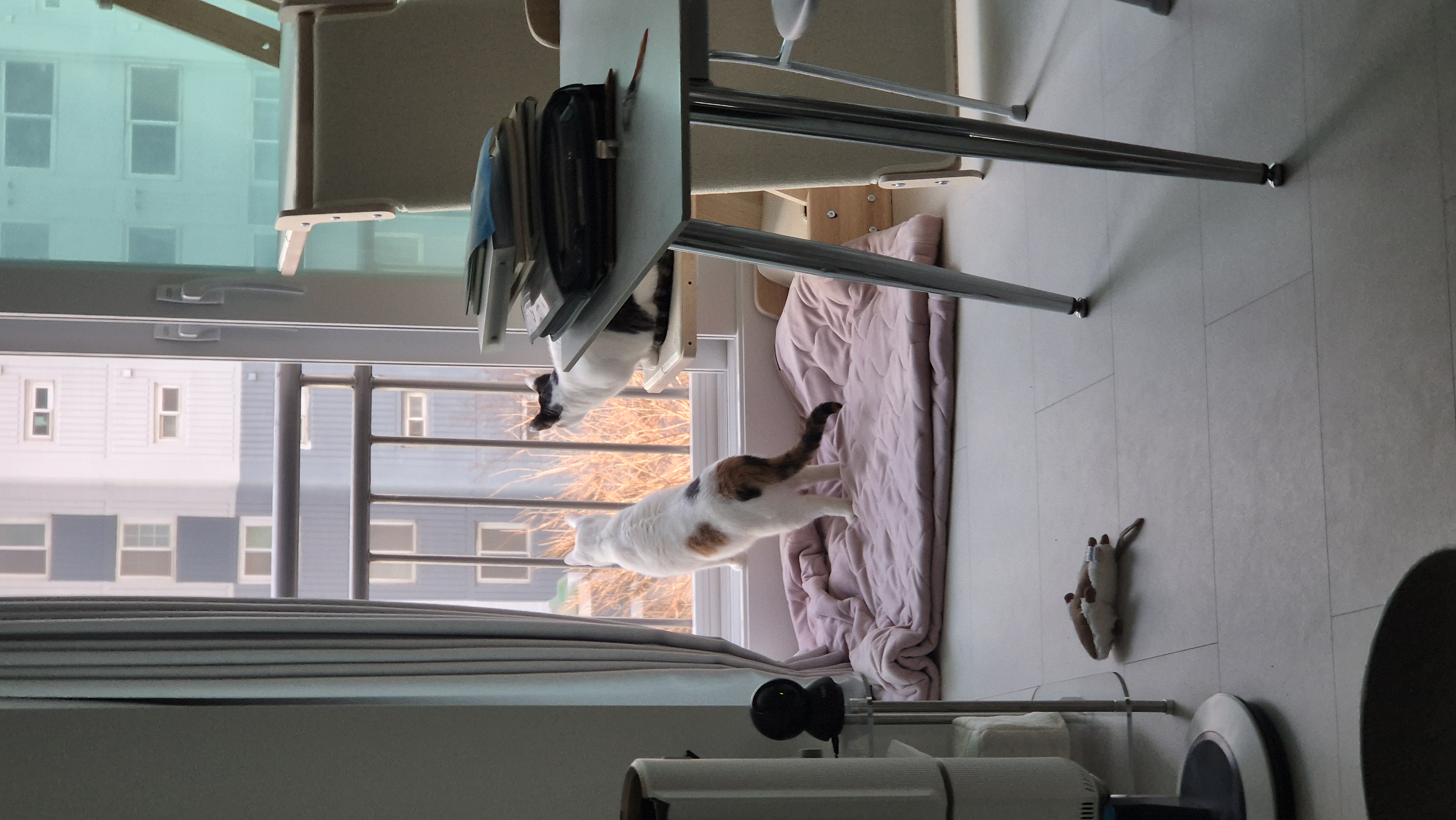 라오 바르 (구 레오 미미) 남매 고양이 벌써 한달 이야기