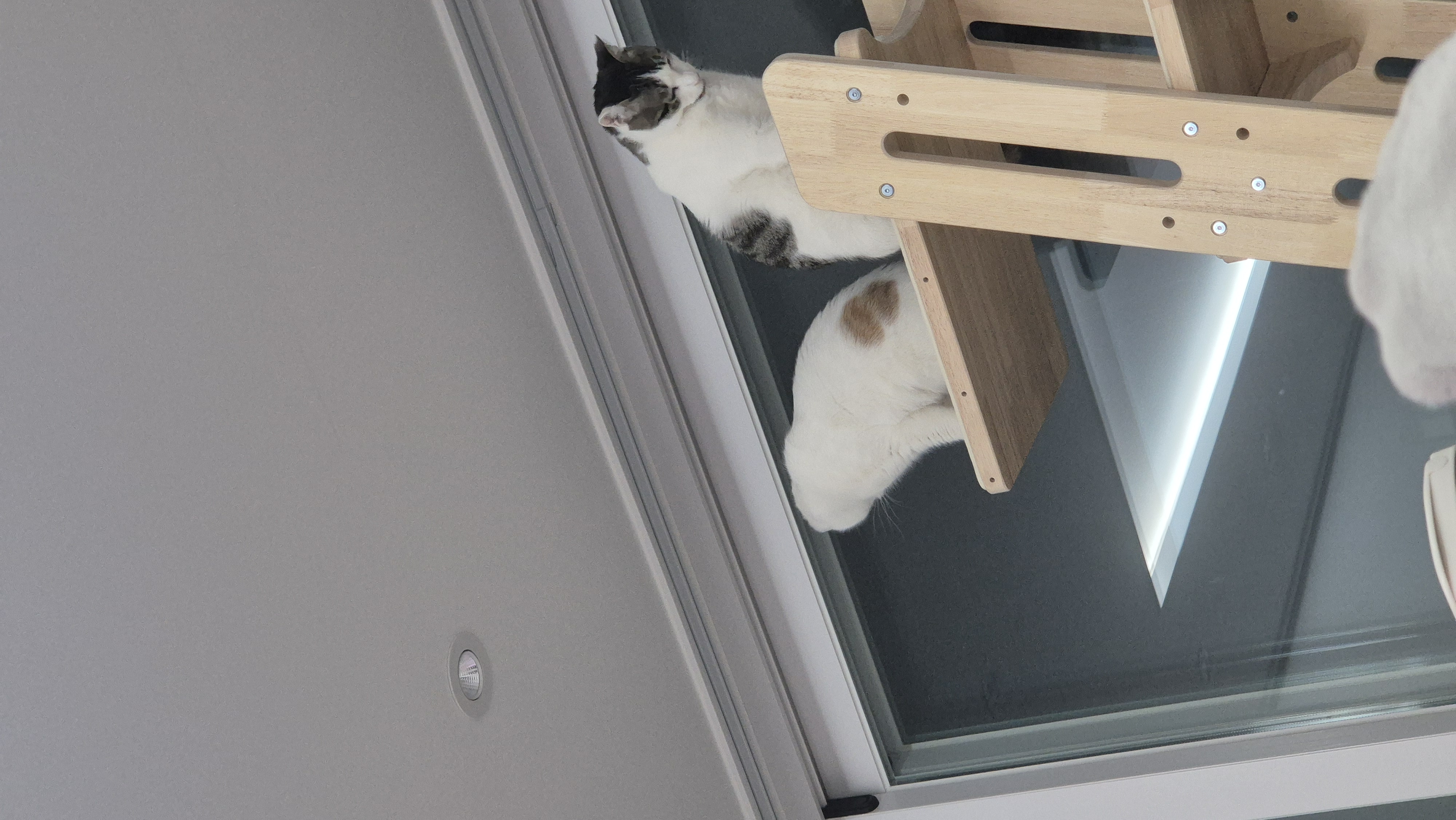 라오 바르 (구 레오 미미) 남매 고양이 벌써 한달 이야기