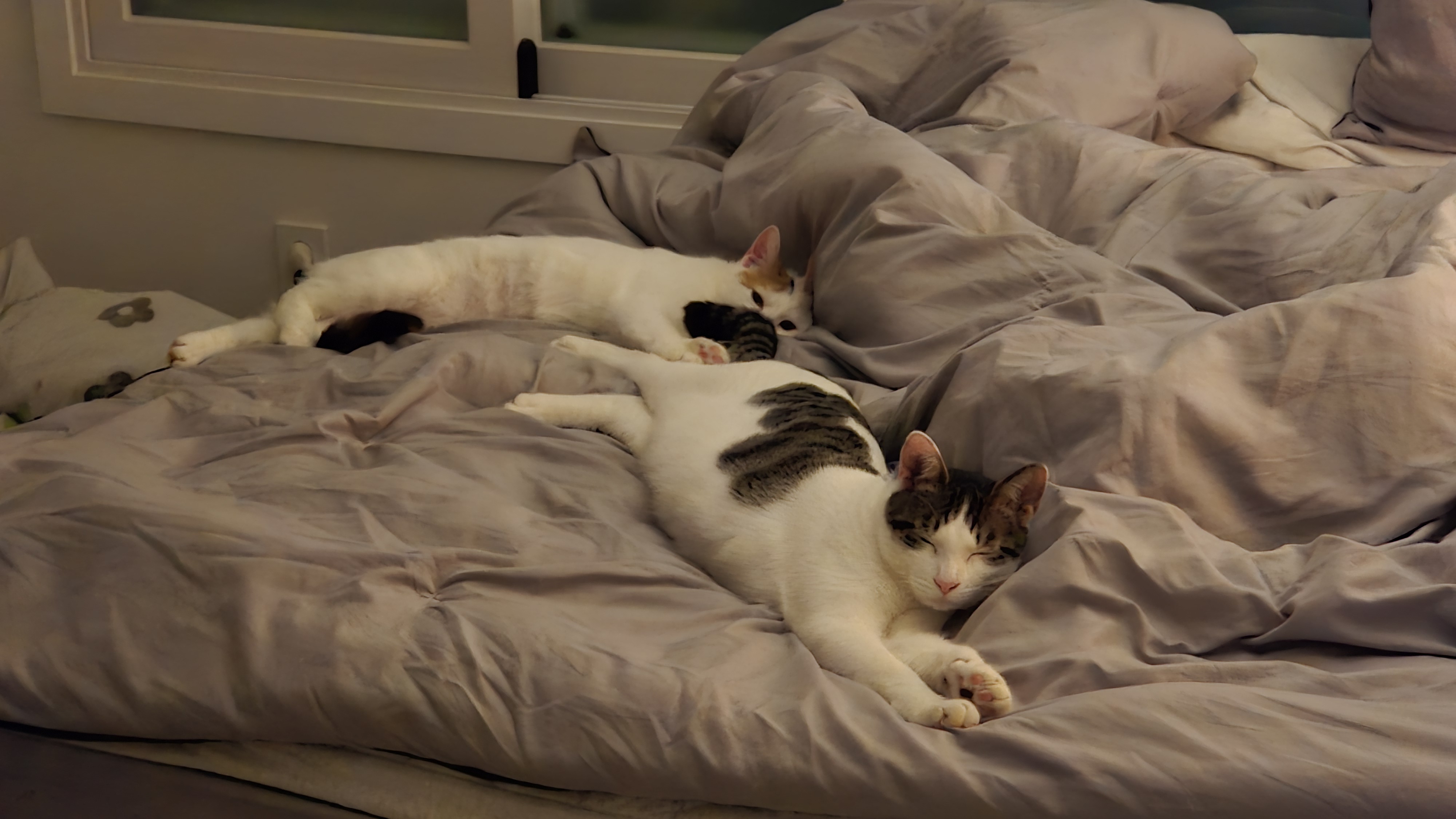 라오 바르 (구 레오 미미) 남매 고양이 벌써 한달 이야기