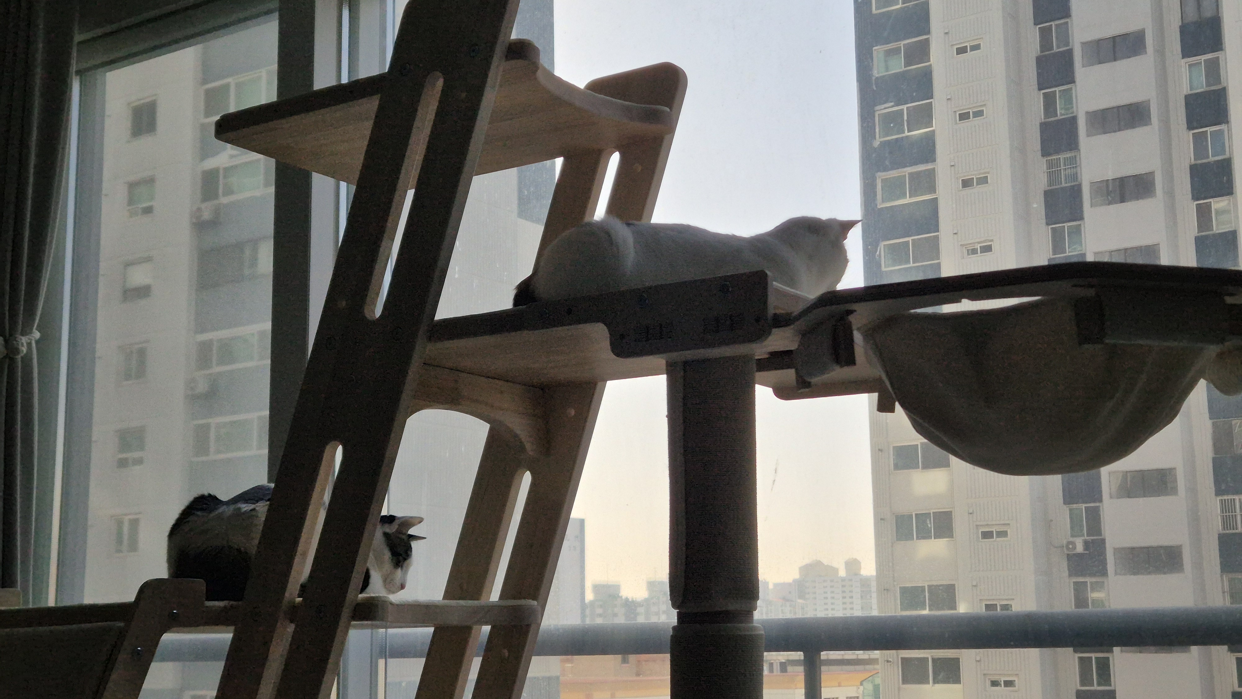 라오 바르 (구 레오 미미) 남매 고양이 벌써 한달 이야기