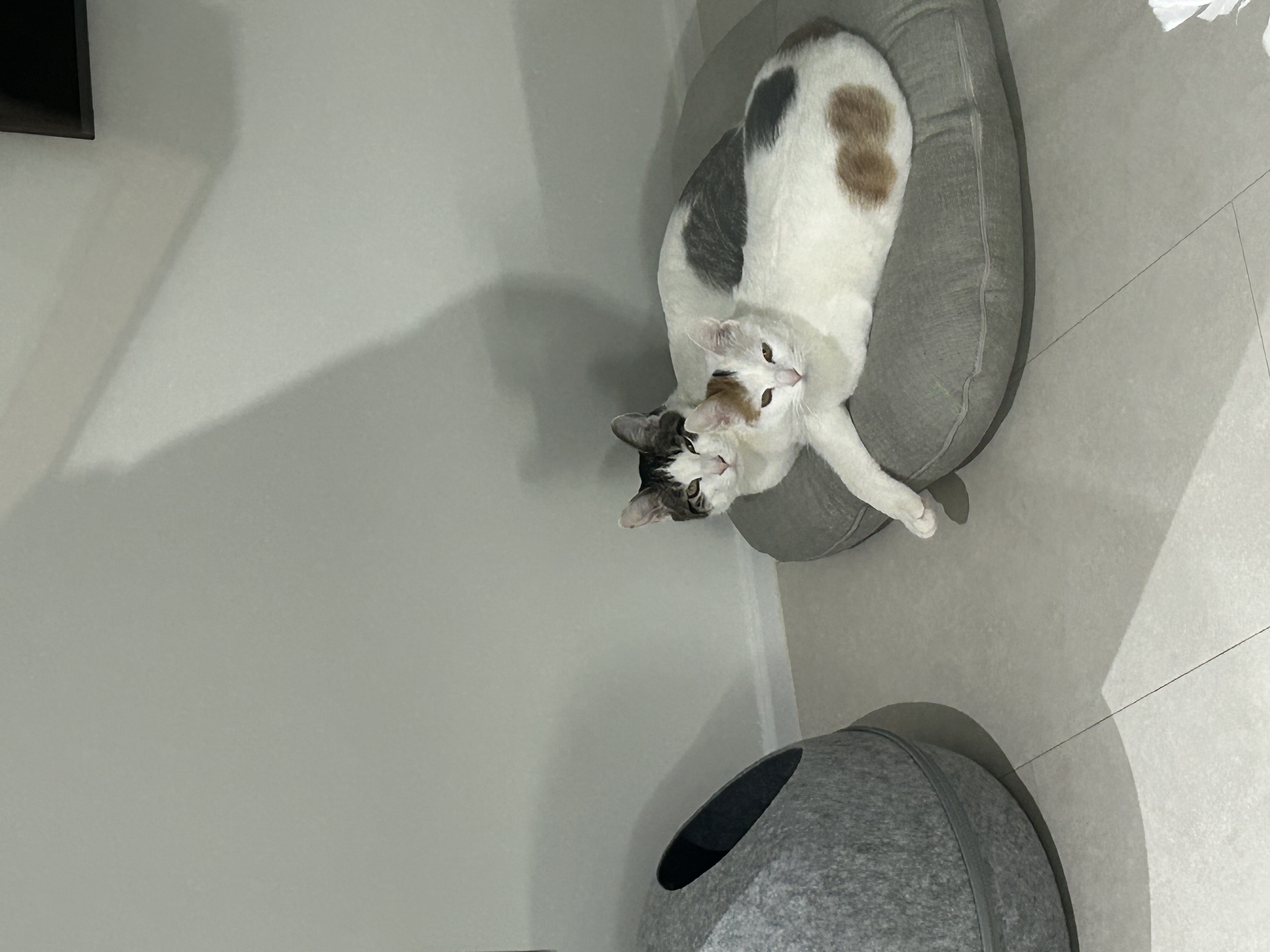 라오 바르 (구 레오 미미) 남매 고양이 벌써 한달 이야기