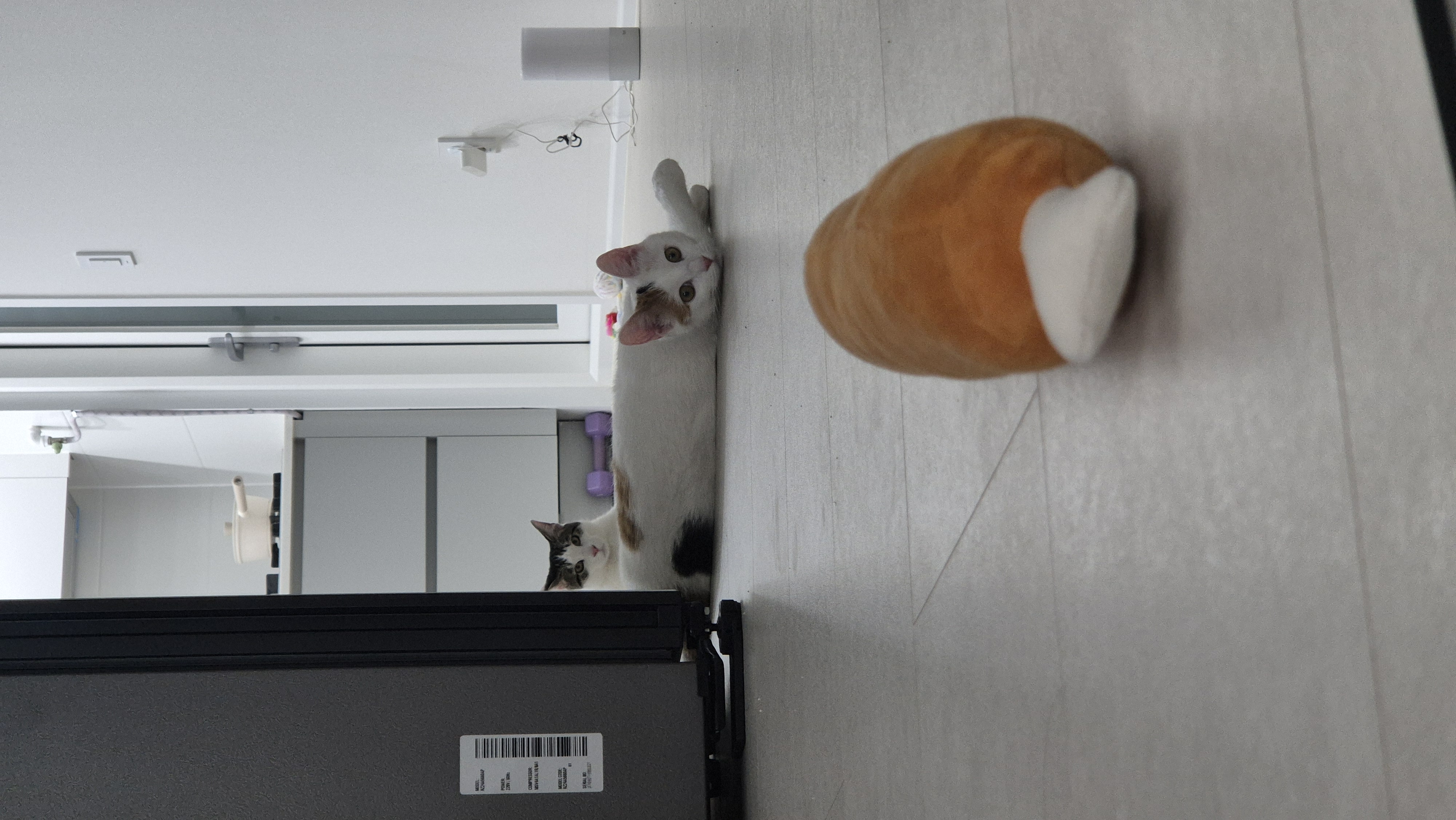 라오 바르 (구 레오 미미) 남매 고양이 벌써 한달 이야기