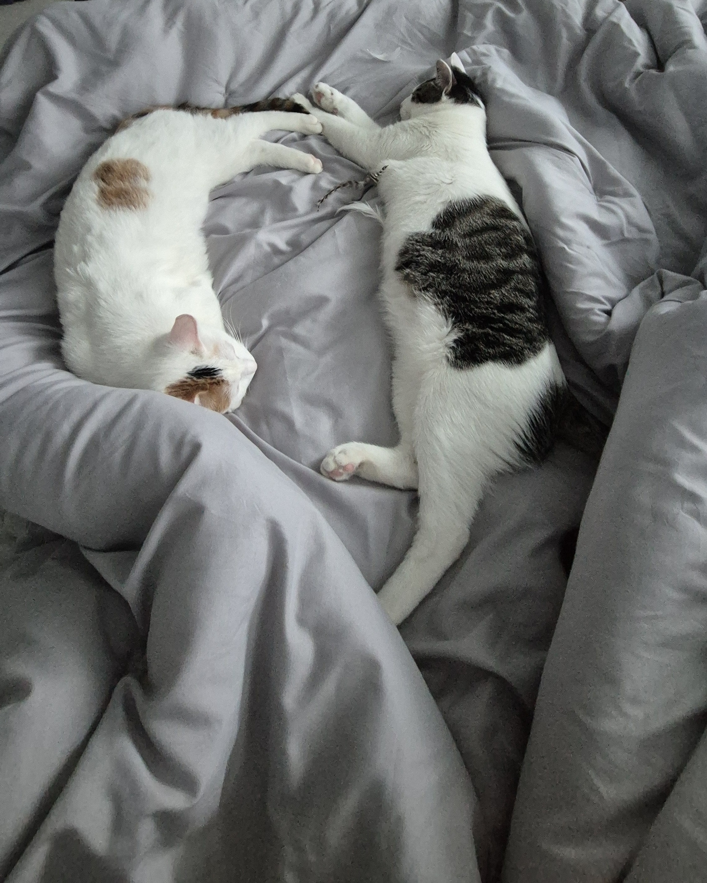 라오 바르 (구 레오 미미) 남매 고양이 벌써 한달 이야기