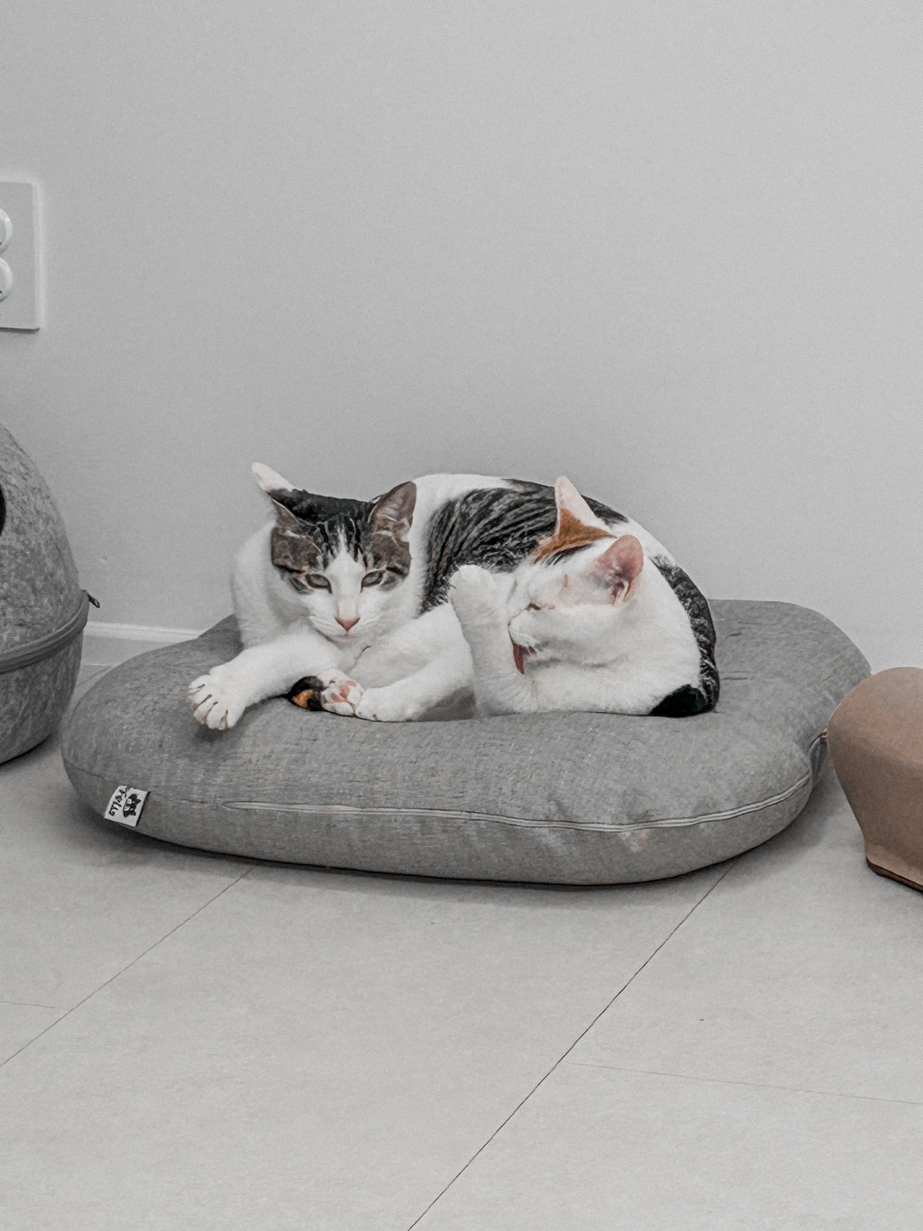 라오 바르 (구 레오 미미) 남매 고양이 벌써 한달 이야기