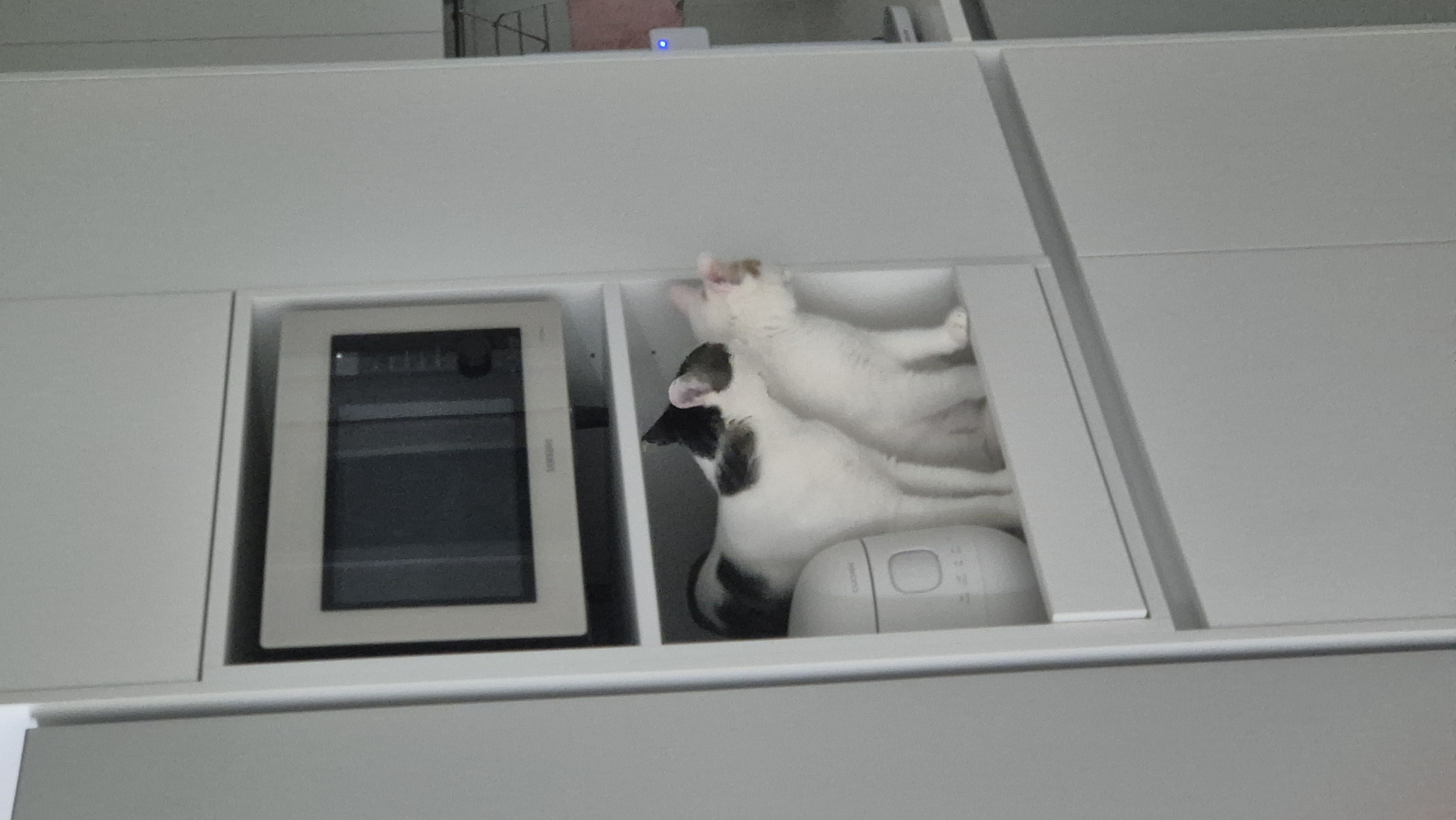 라오 바르 (구 레오 미미) 남매 고양이 벌써 한달 이야기