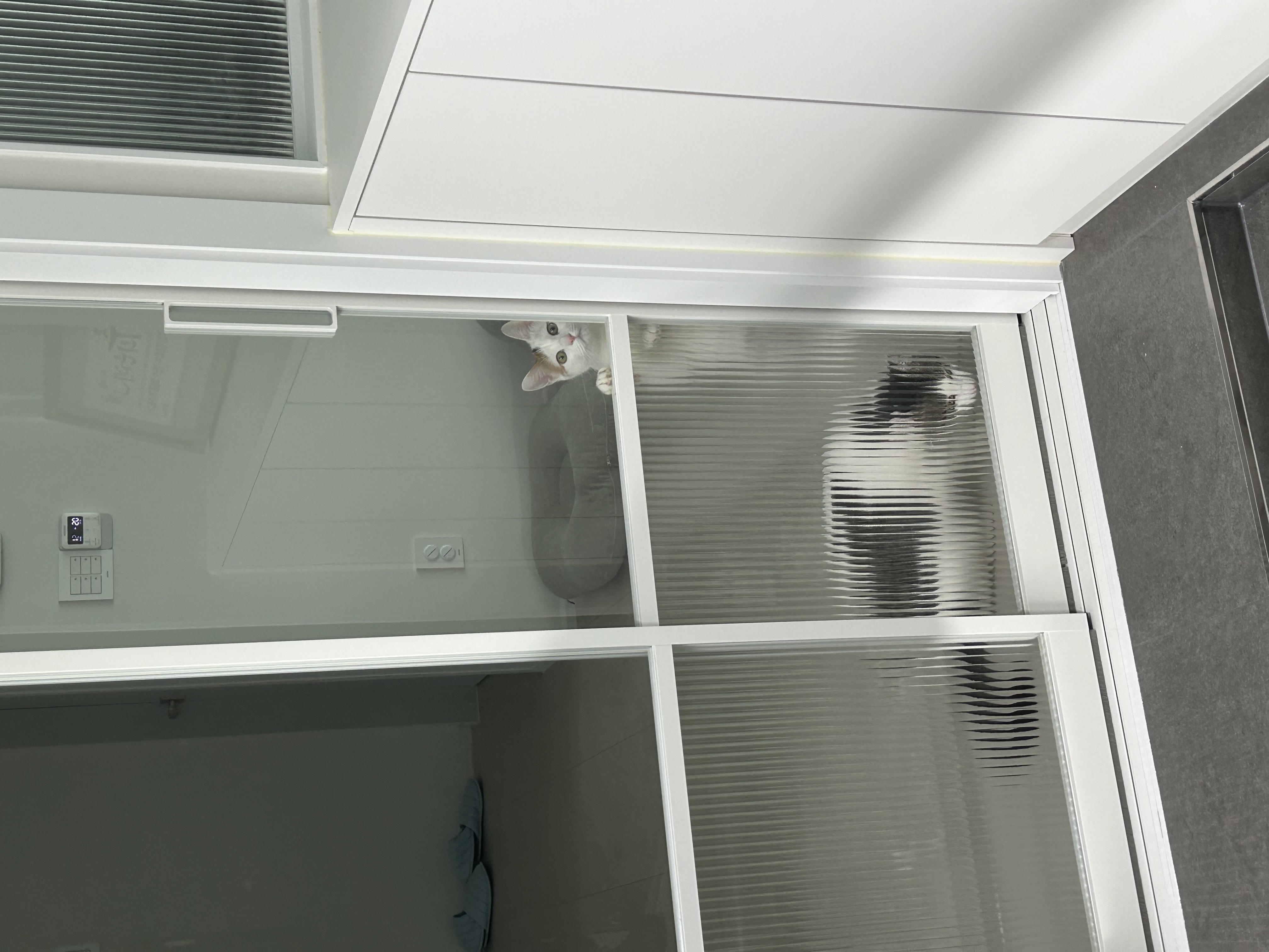 라오 바르 (구 레오 미미) 남매 고양이 벌써 한달 이야기