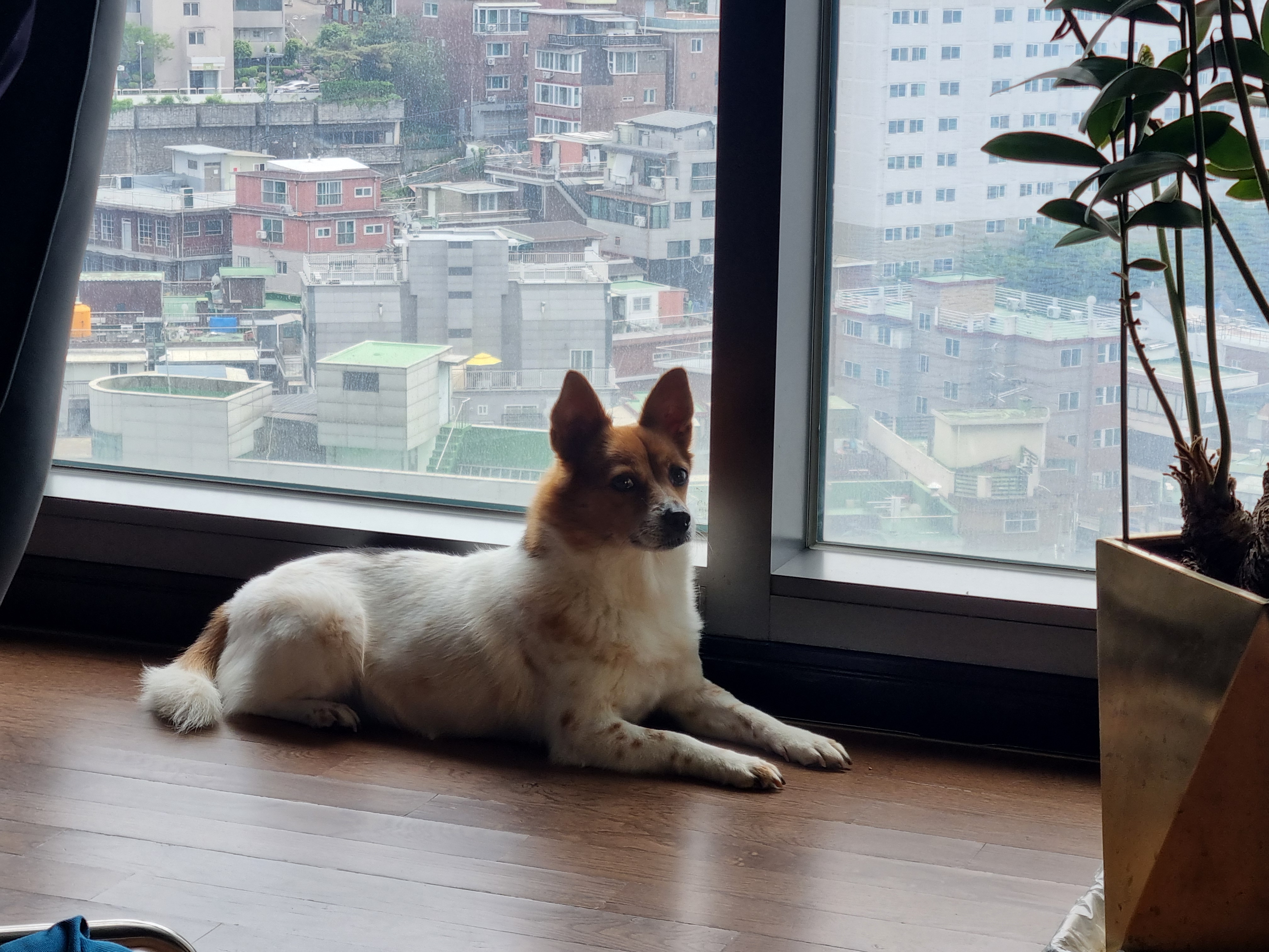 12살이 된 하이^^