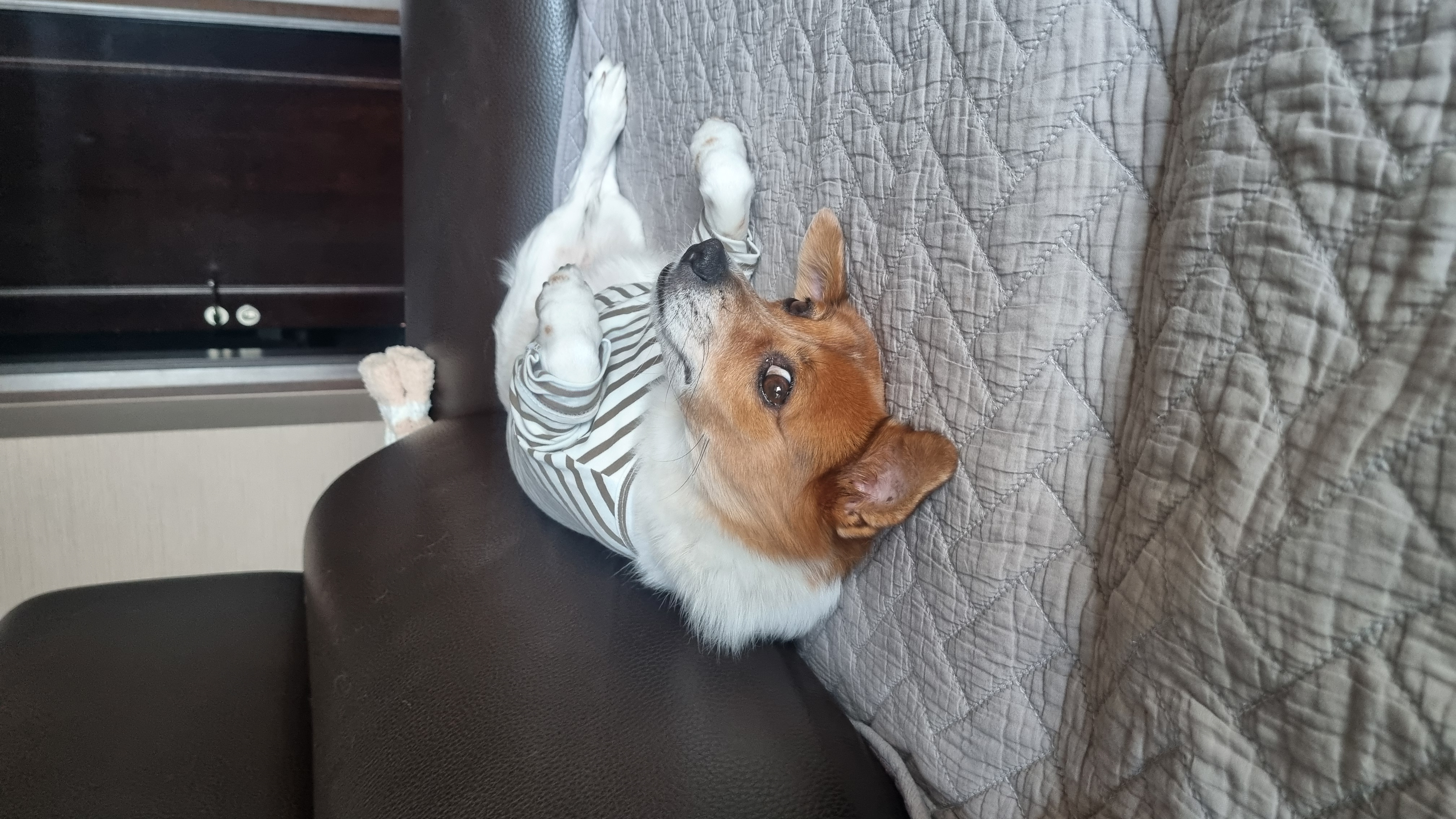 12살이 된 하이^^