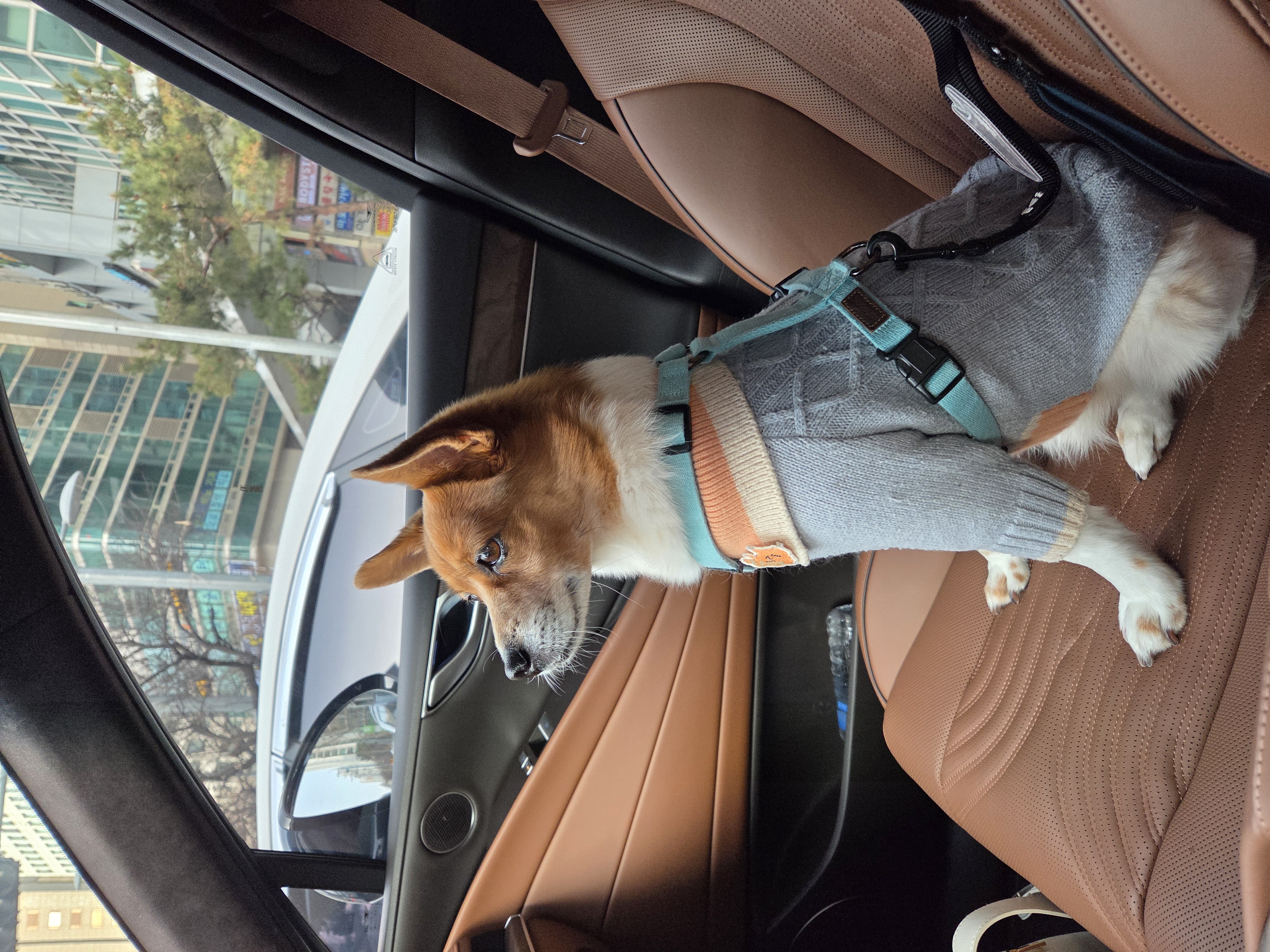 12살이 된 하이^^