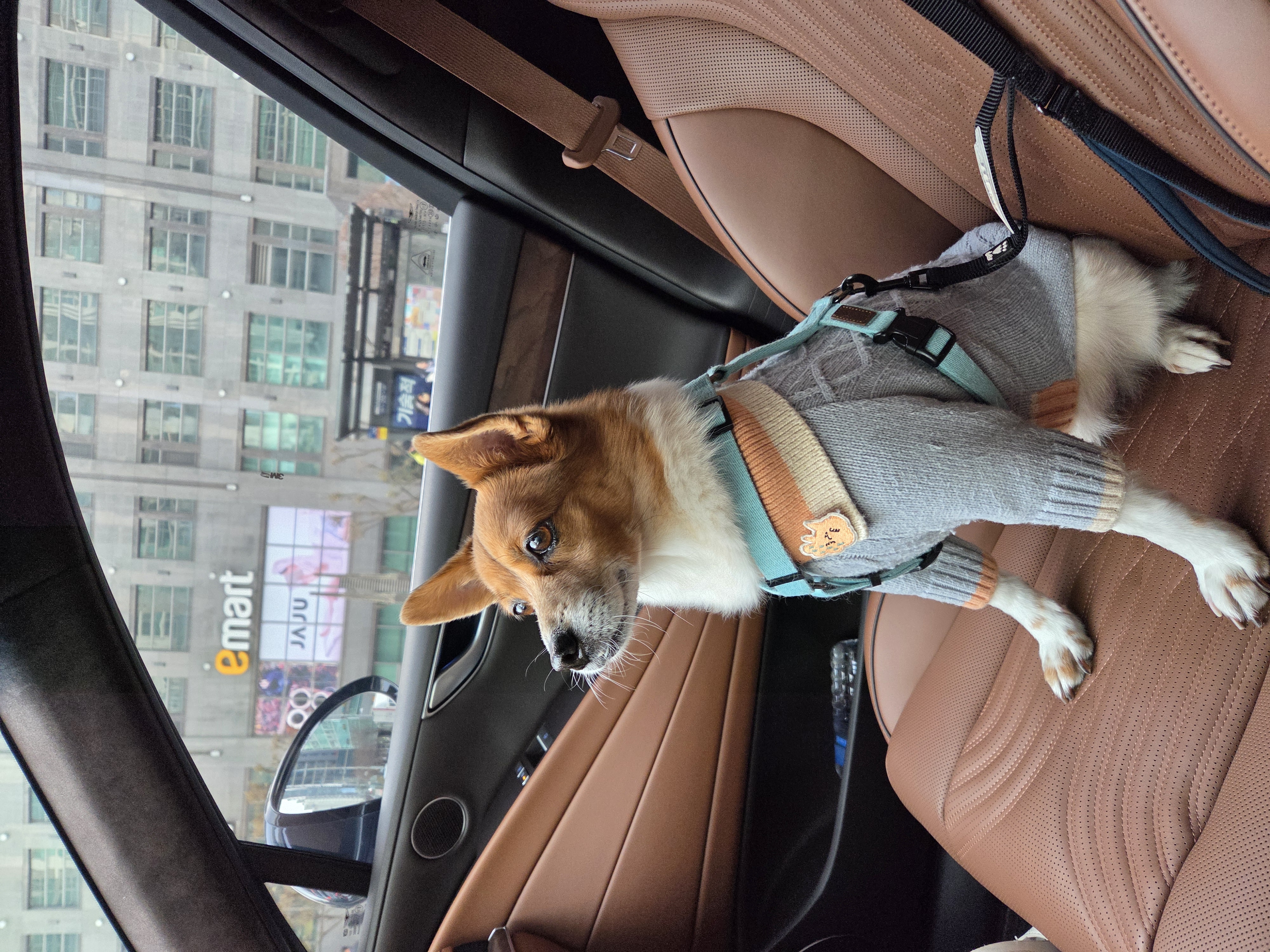 12살이 된 하이^^