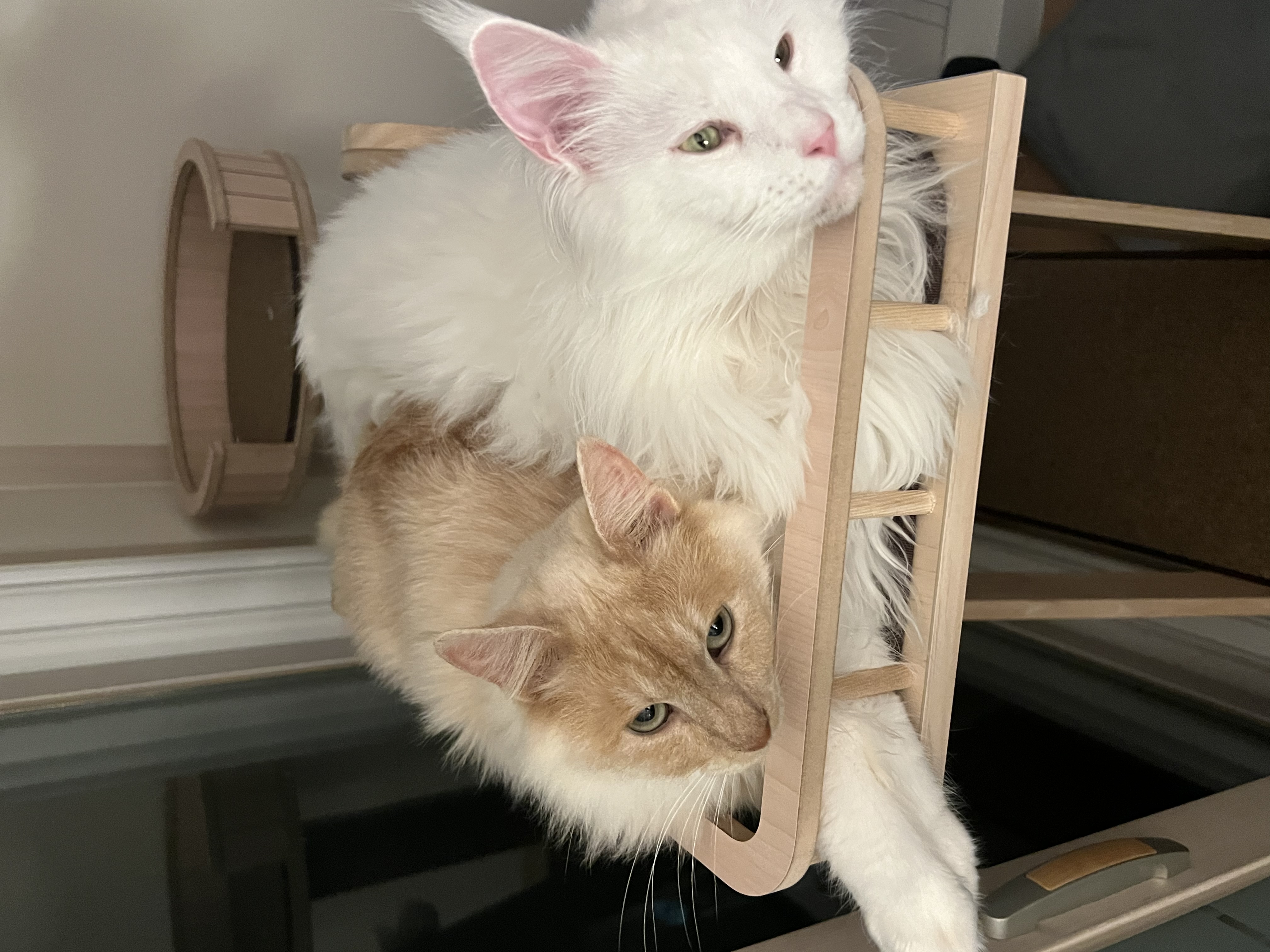 이순이 모이 입양 후 이야기