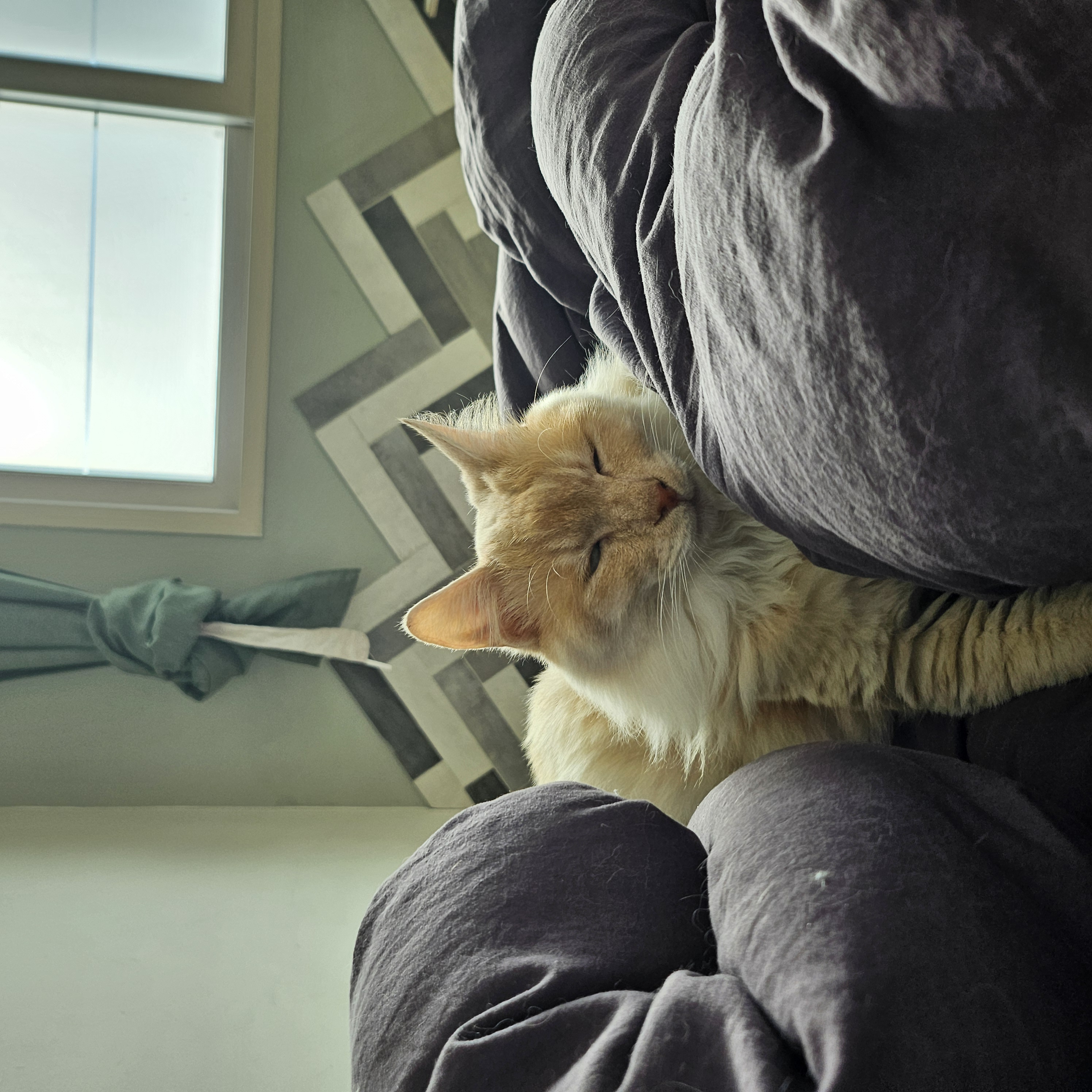 이순이 모이 입양 후 이야기