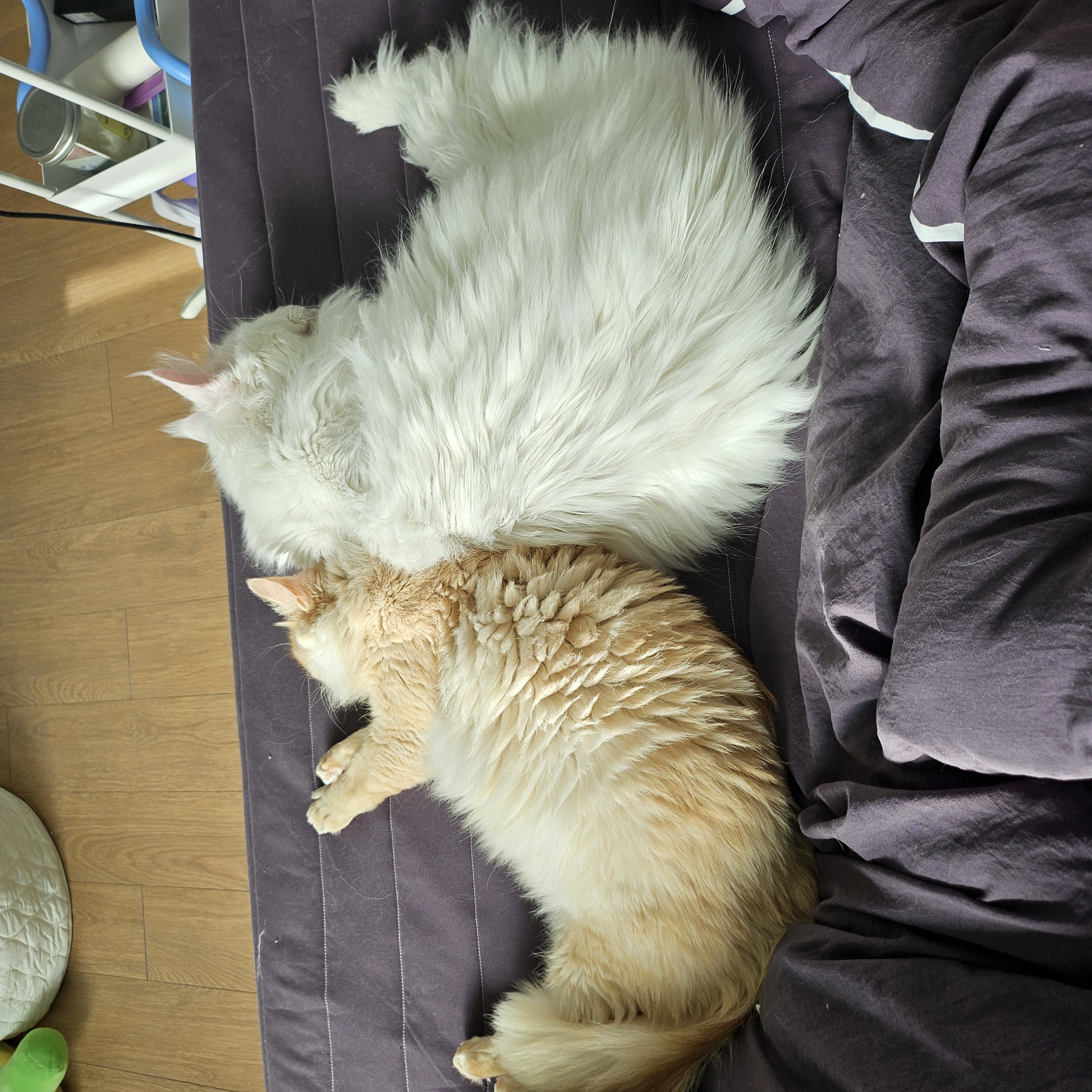 이순이 모이 입양 후 이야기