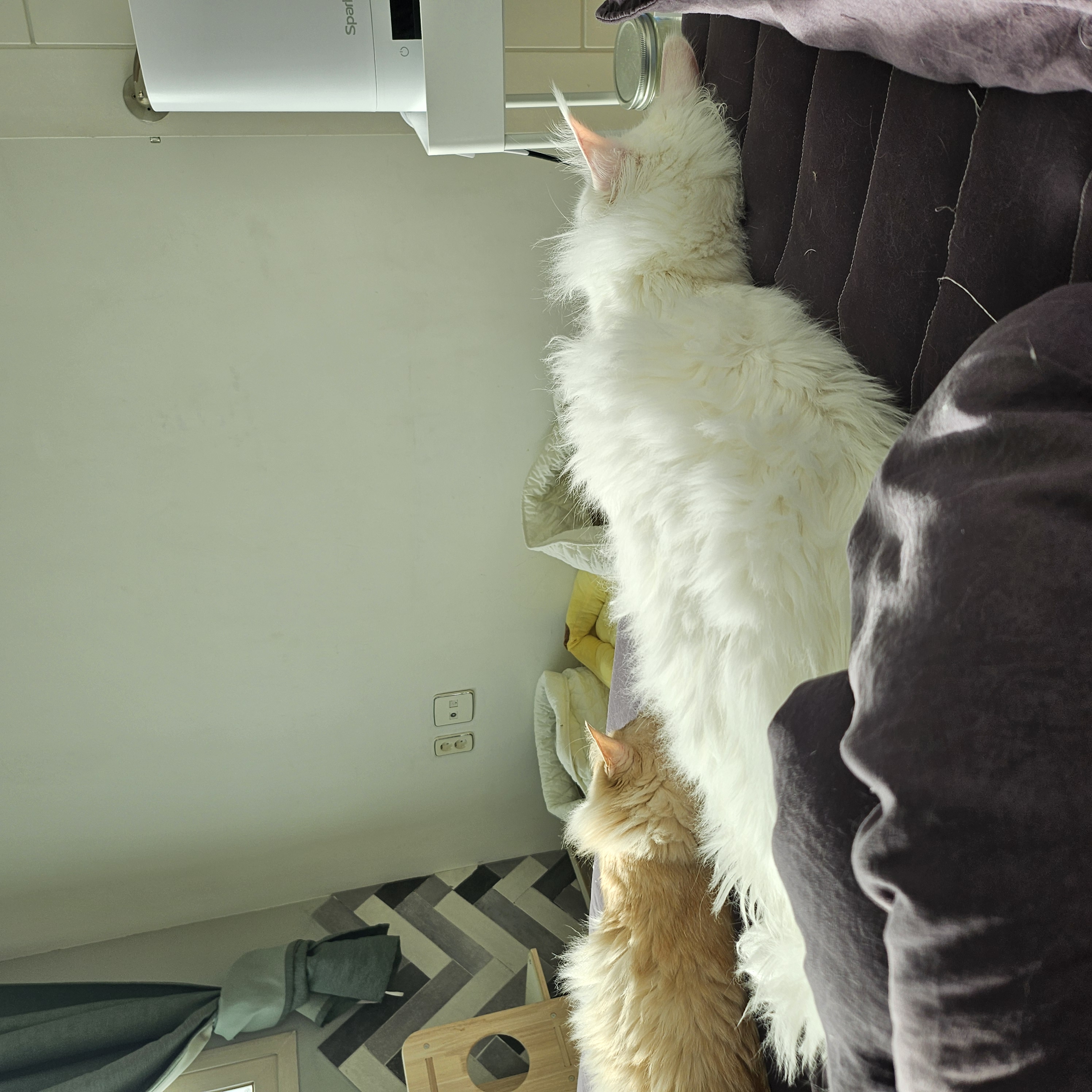 이순이 모이 입양 후 이야기