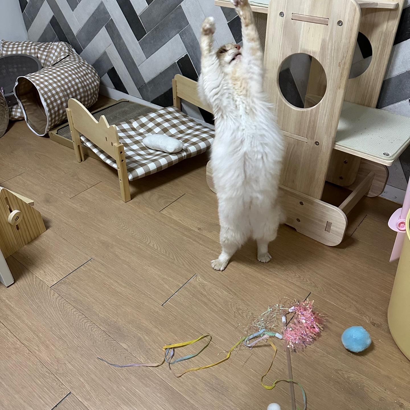 이순이 모이 입양 후 이야기