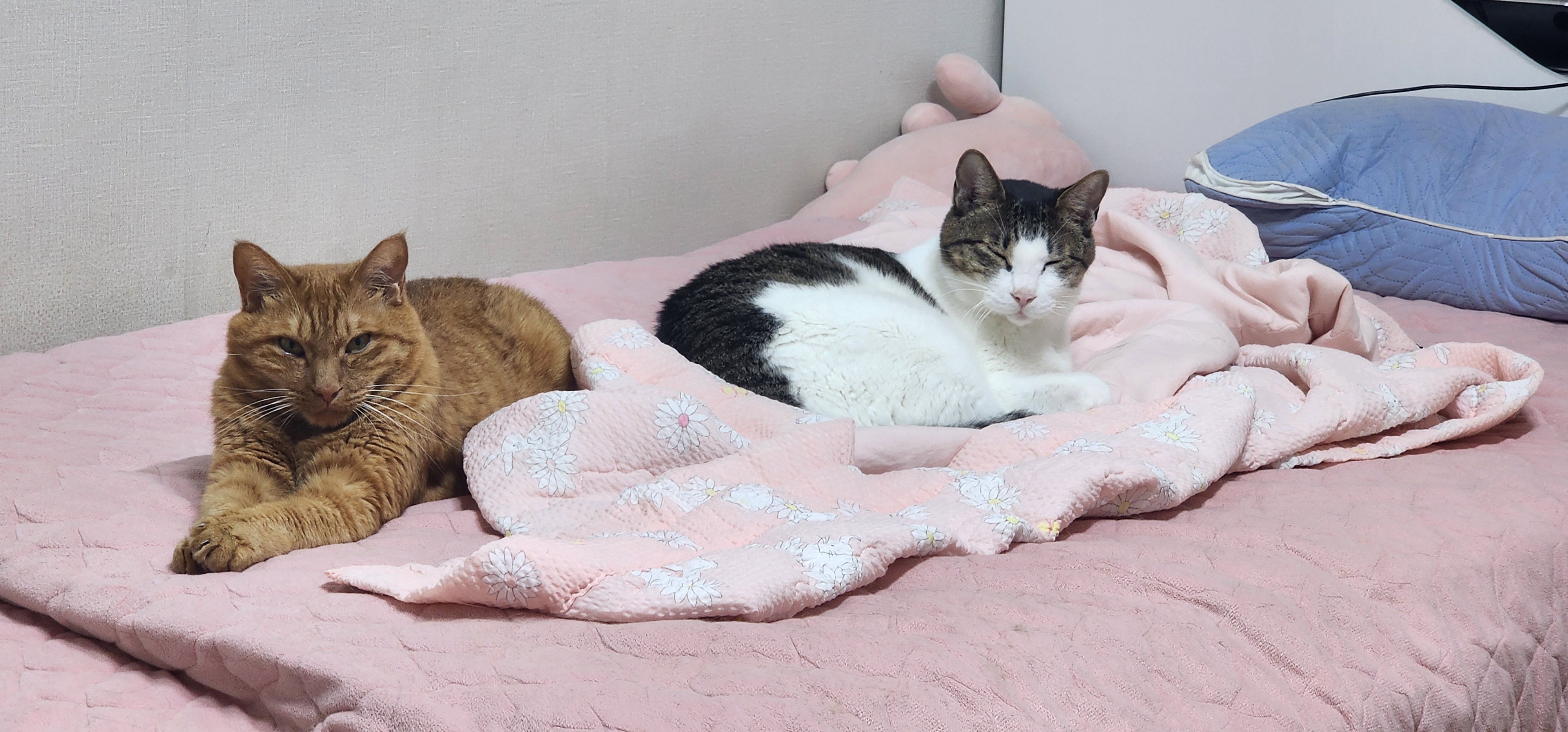 미야랑 함께한 추억