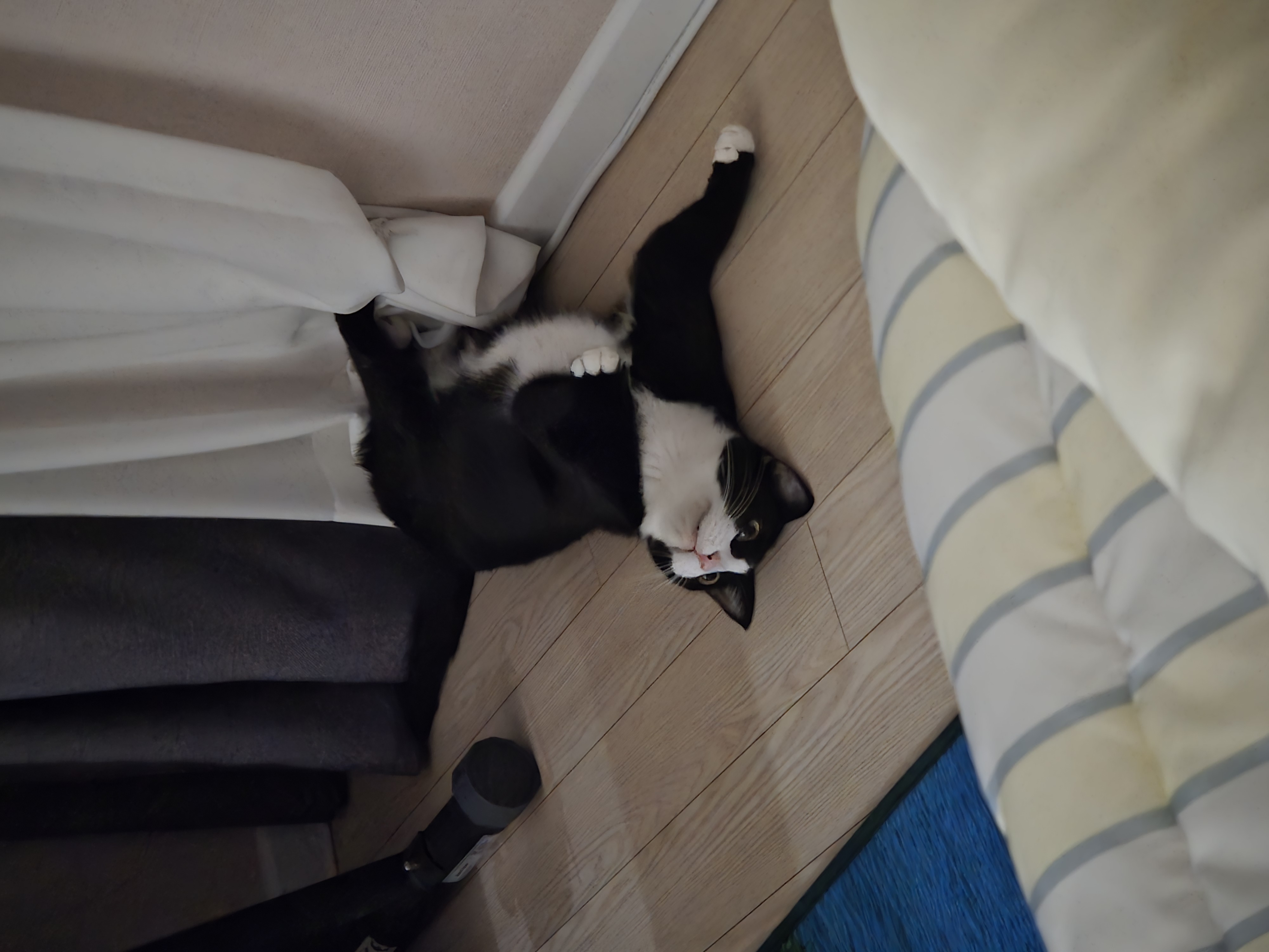 허밍이 입양 2년차