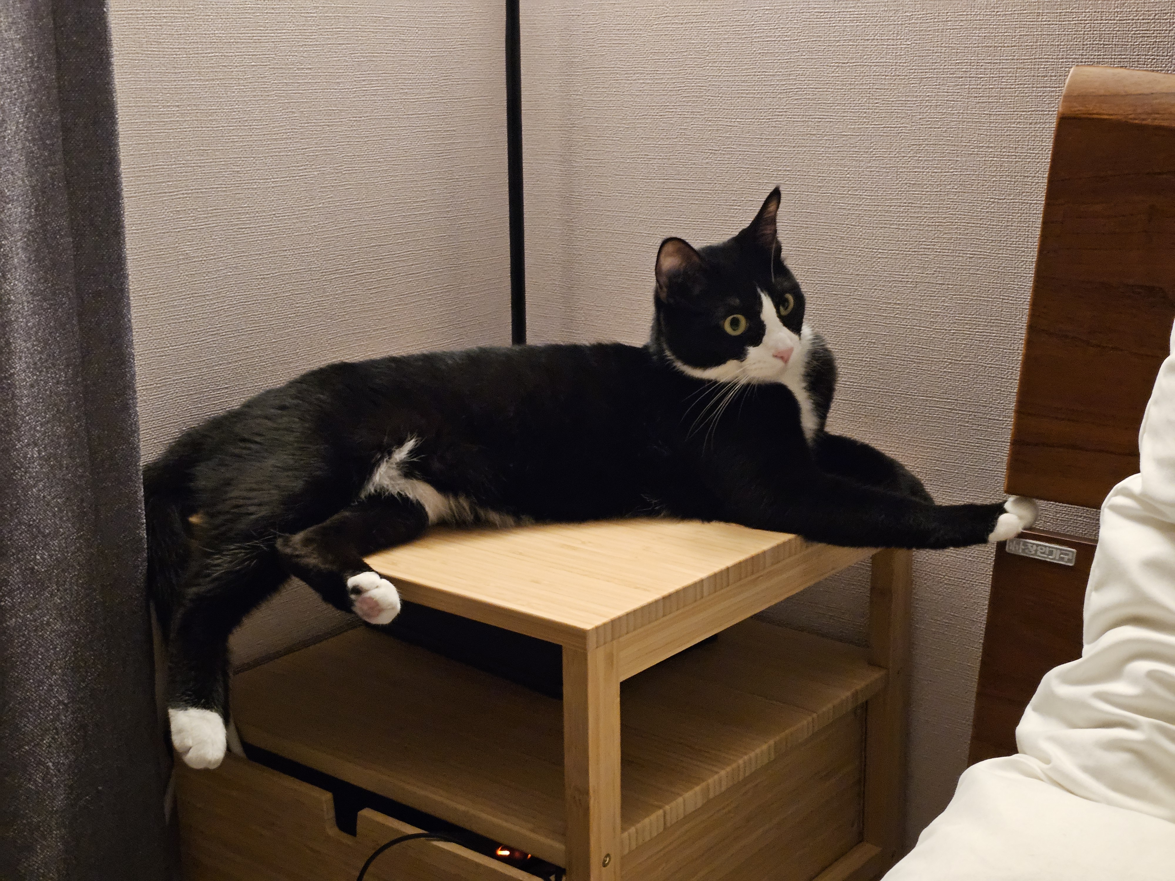 허밍이 입양 2년차