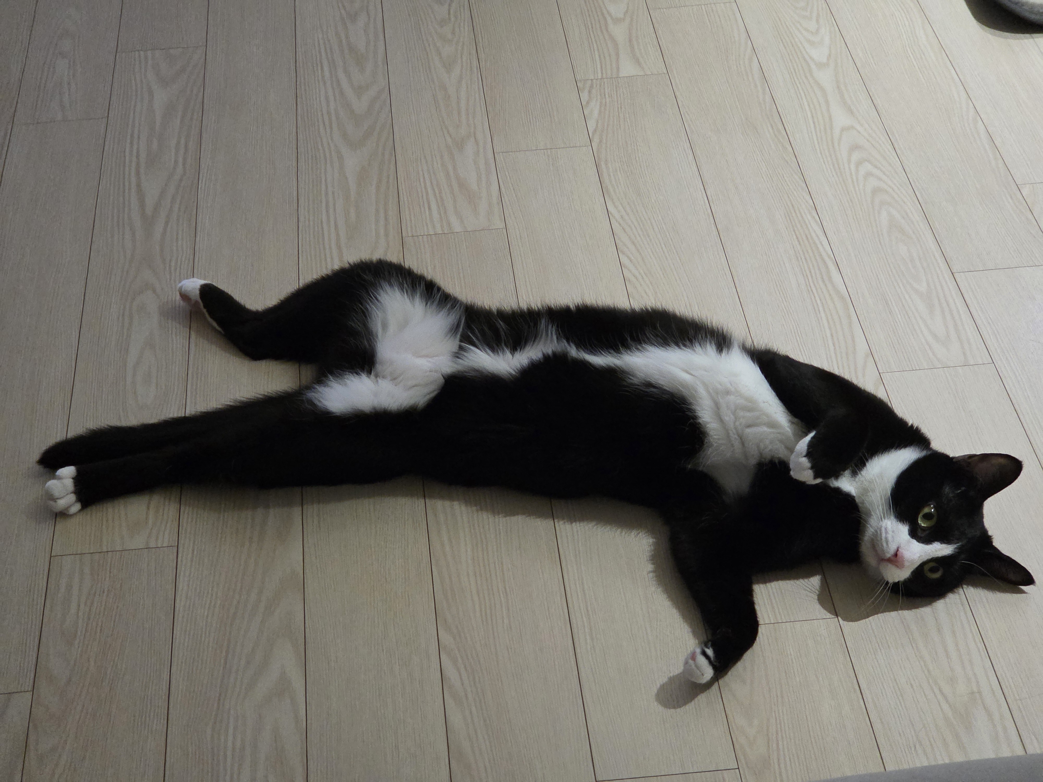 허밍이 입양 2년차