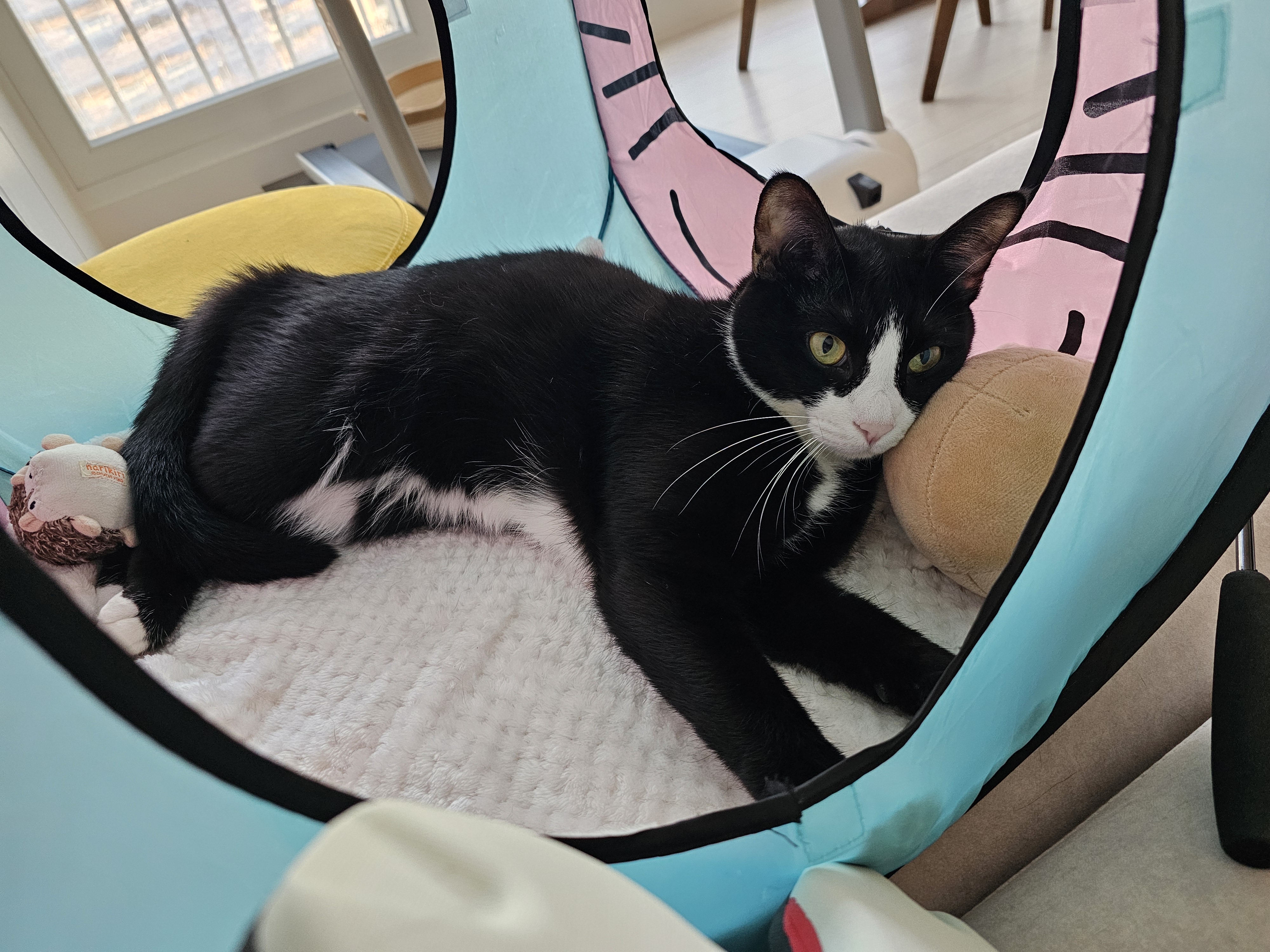 허밍이 입양 2년차