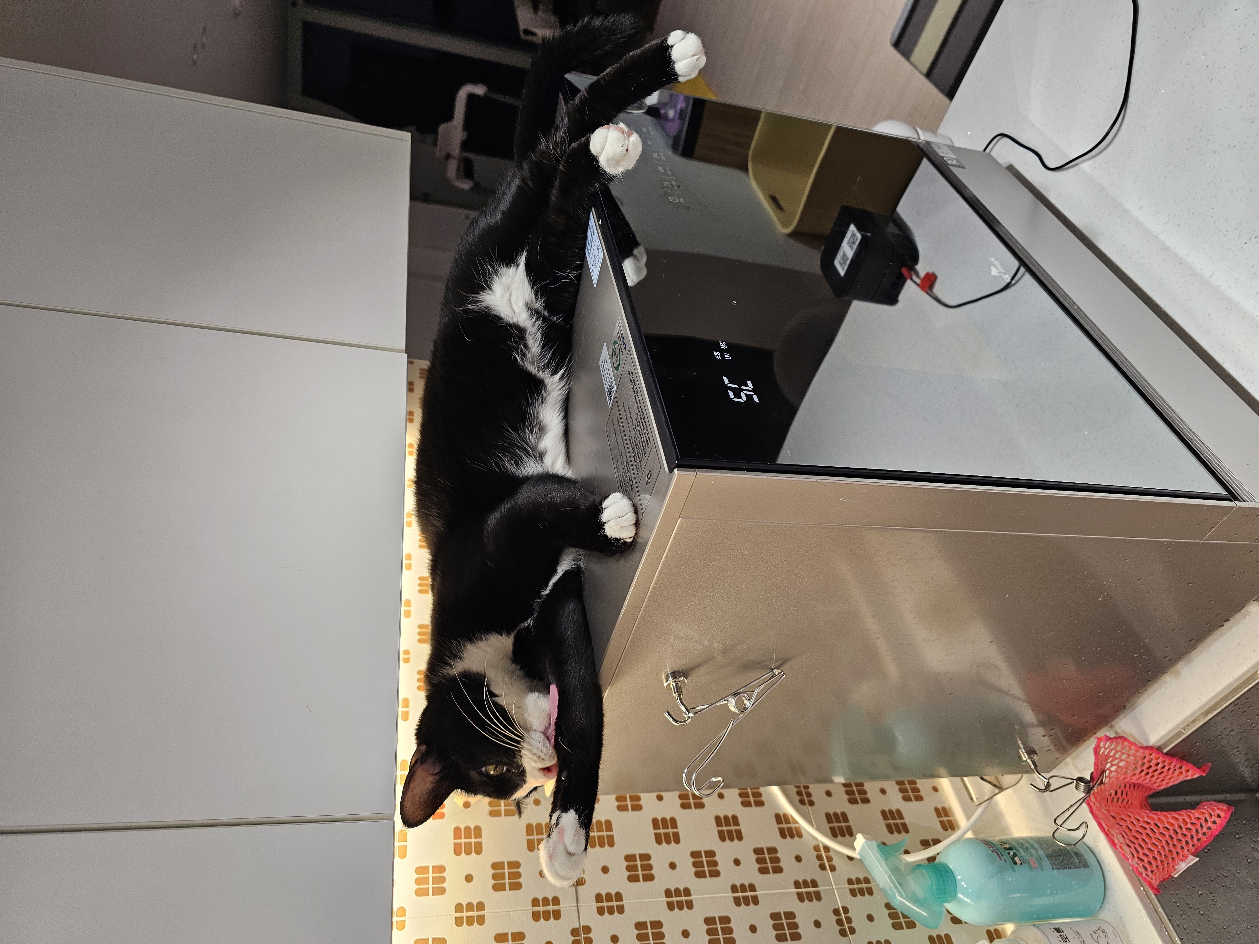 허밍이 입양 2년차