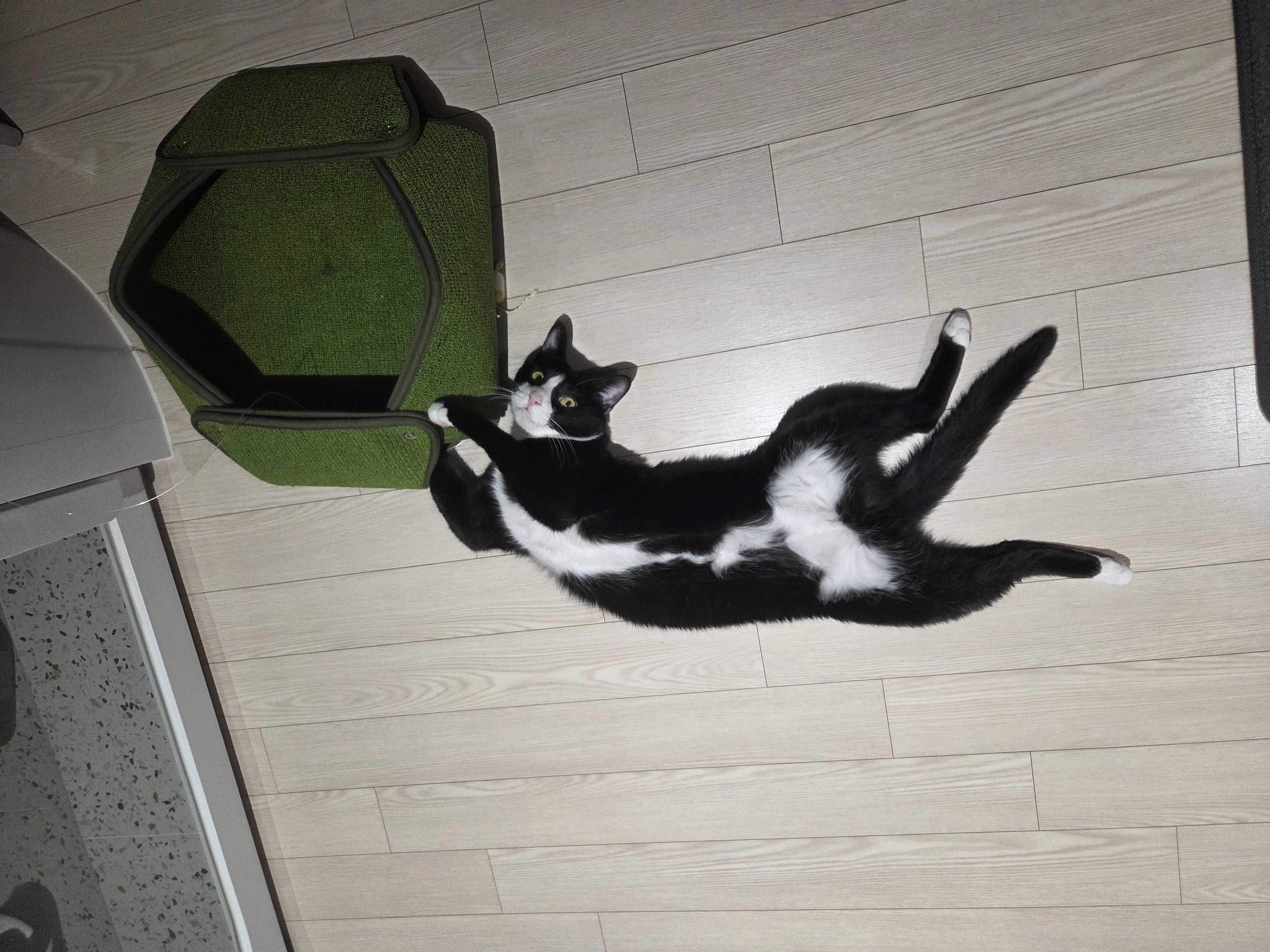 허밍이 입양 2년차