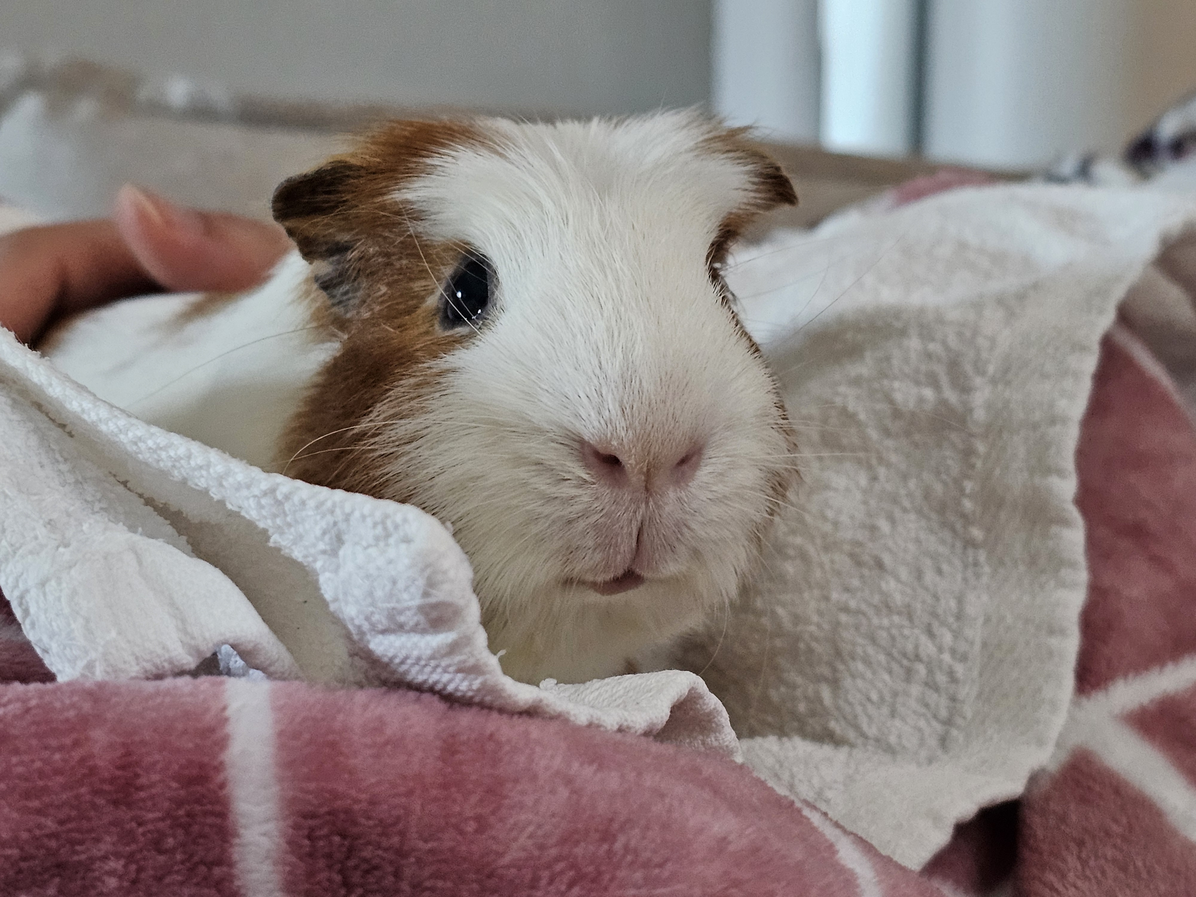 [마론크림] 5주년 생일파티