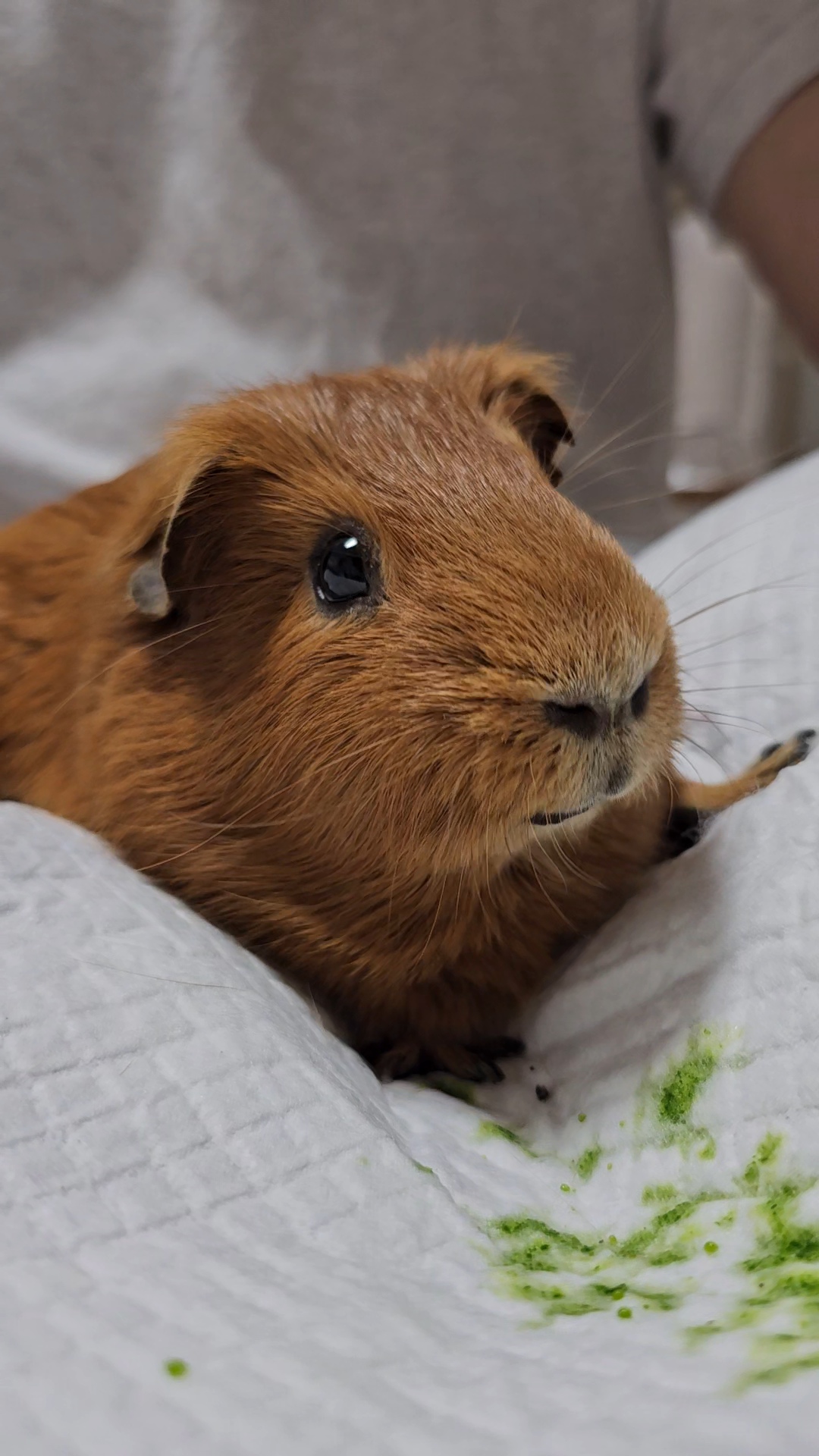 [마론크림] 5주년 생일파티