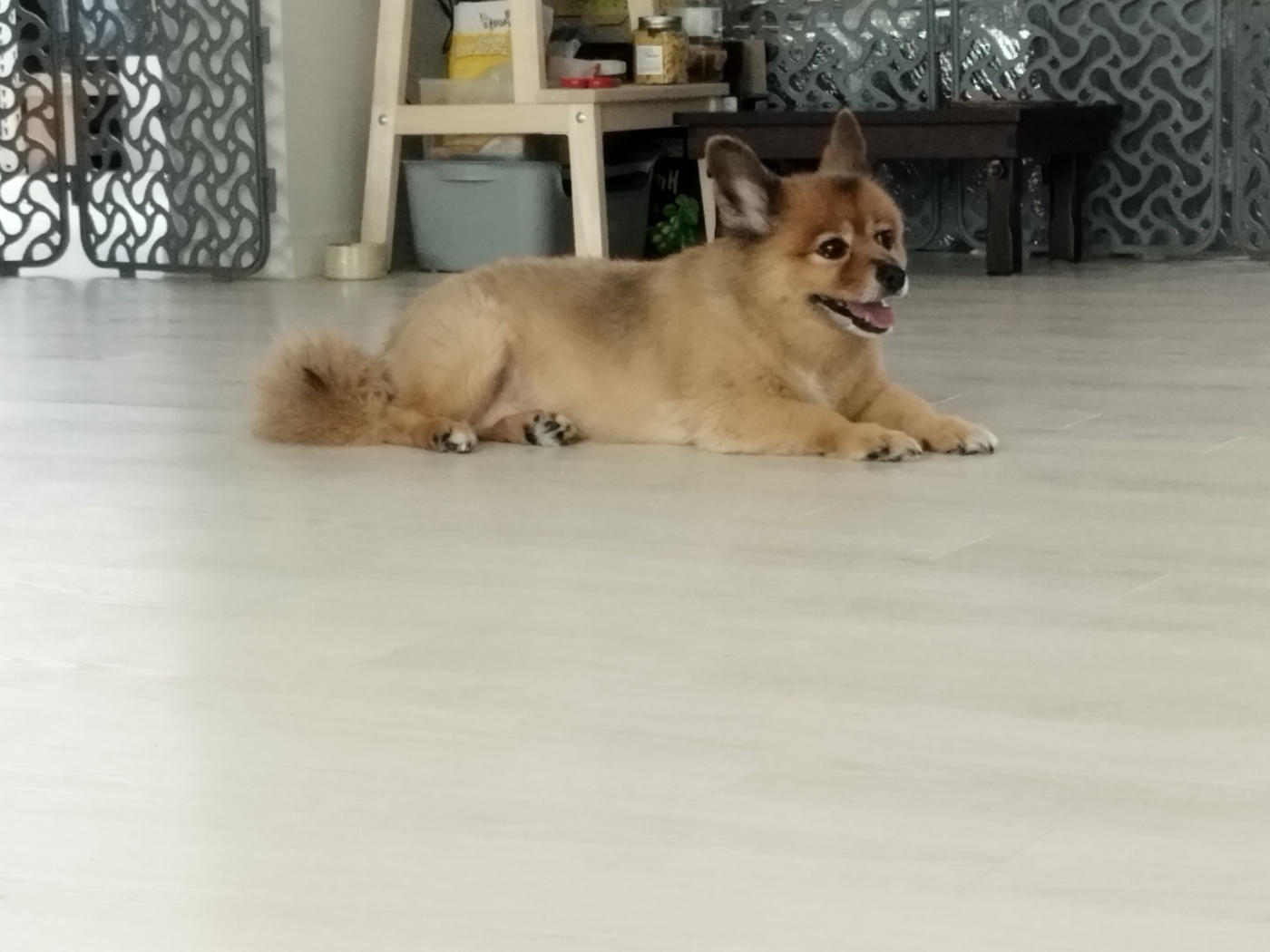 우리 멜란이 4년 넘고 5년째들어가요