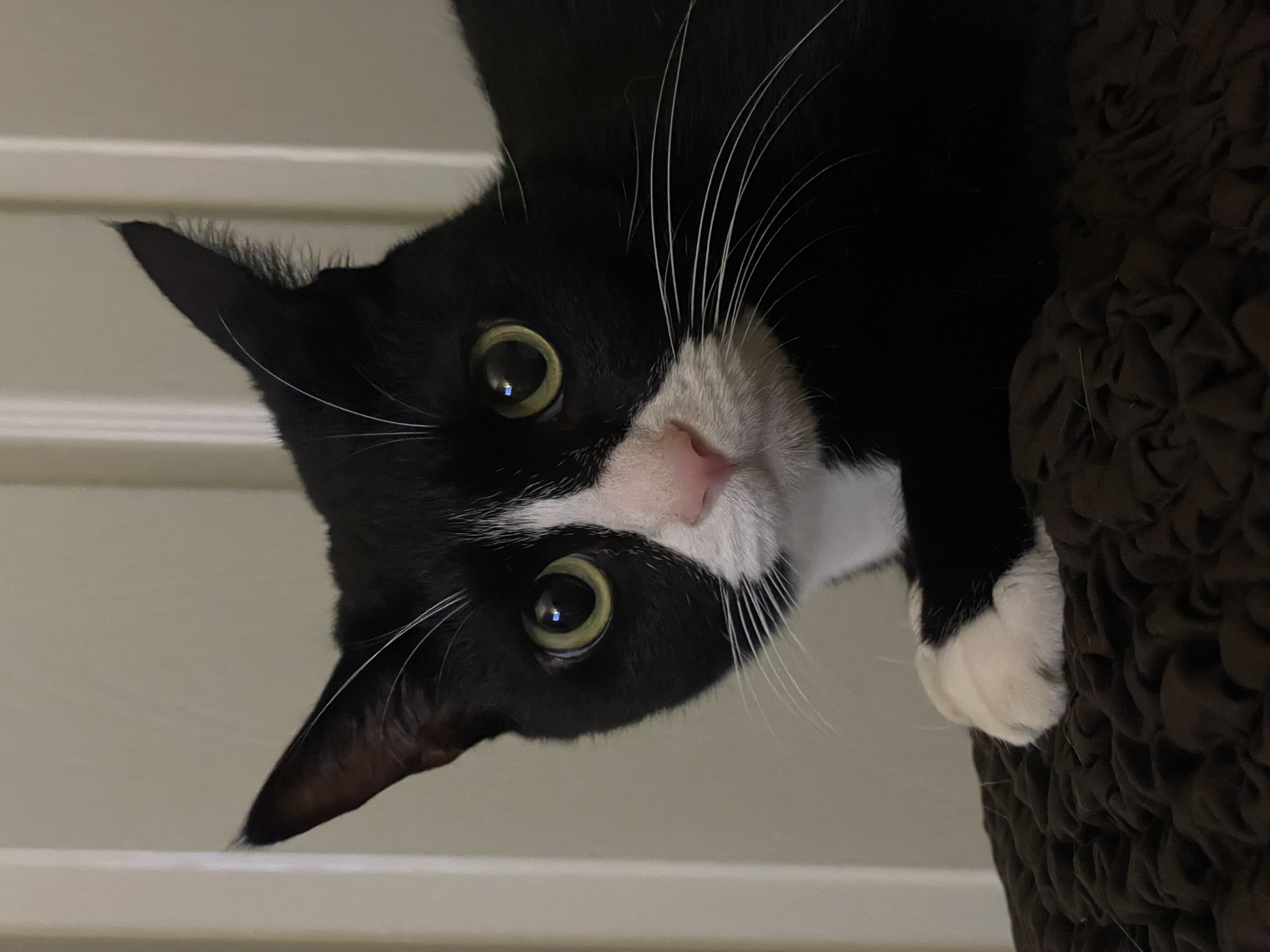 설이 (구, 쮸니) 입양 1년 후기