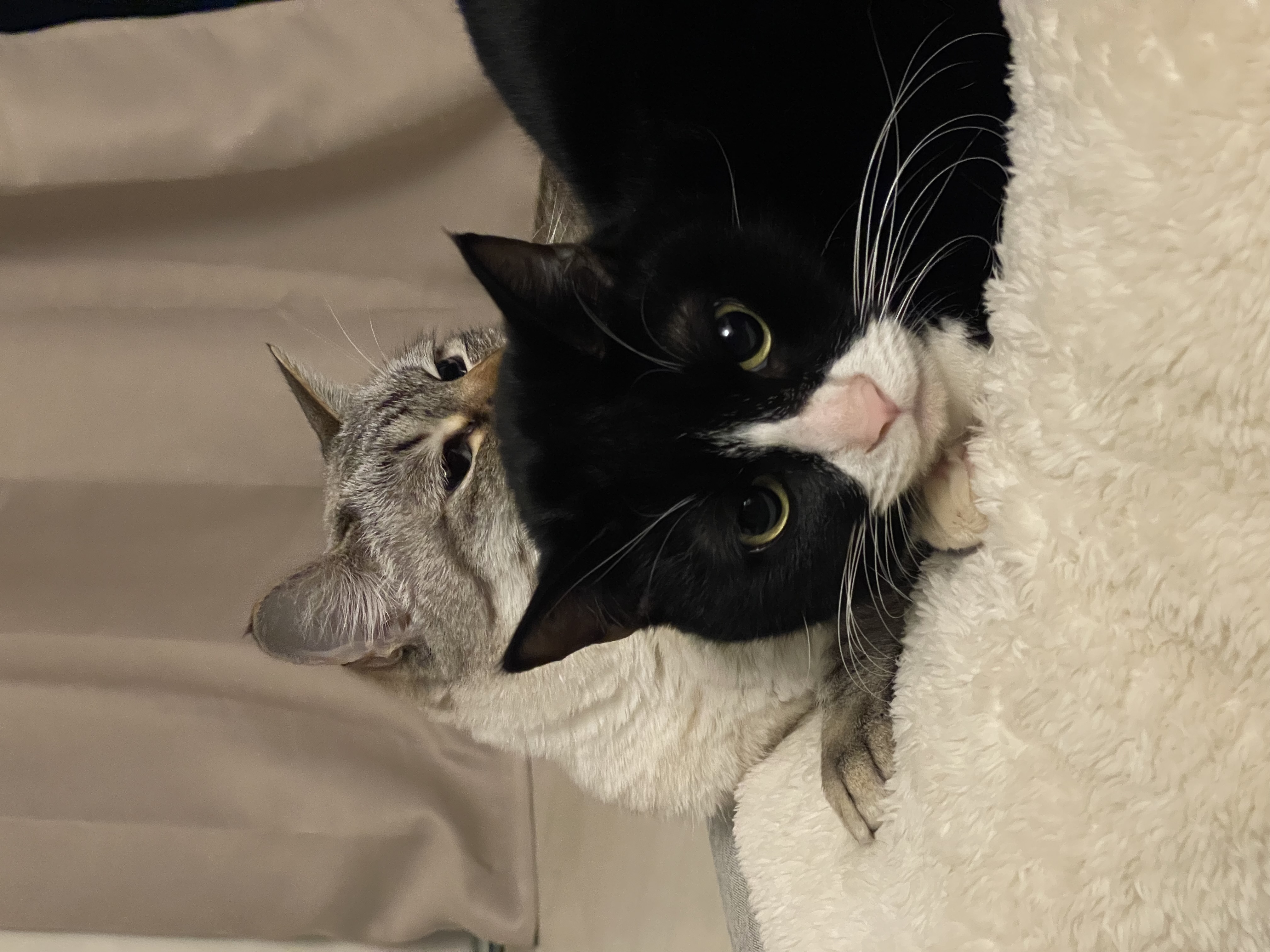 설이 (구, 쮸니) 입양 1년 후기