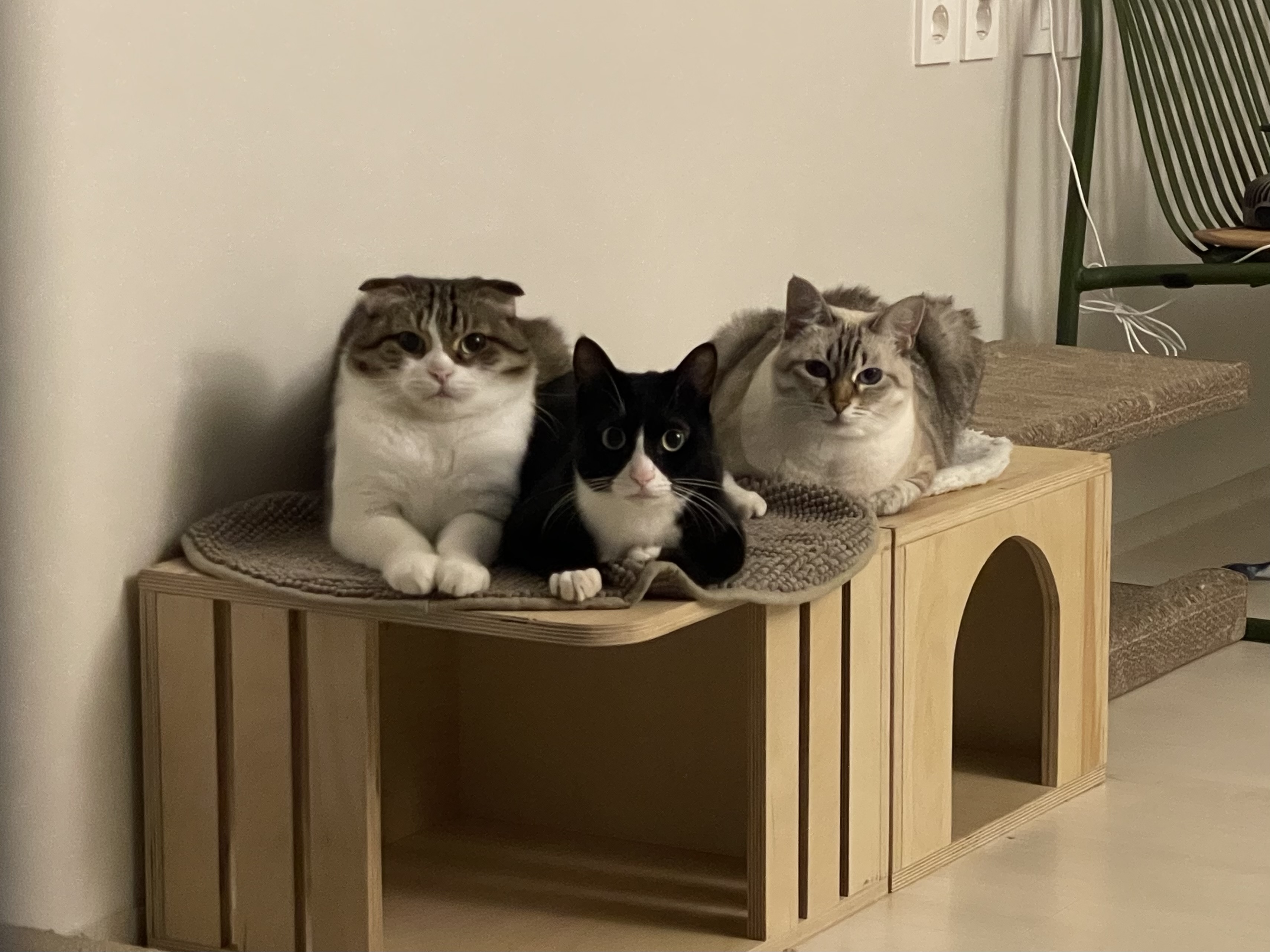 설이 (구, 쮸니) 입양 1년 후기