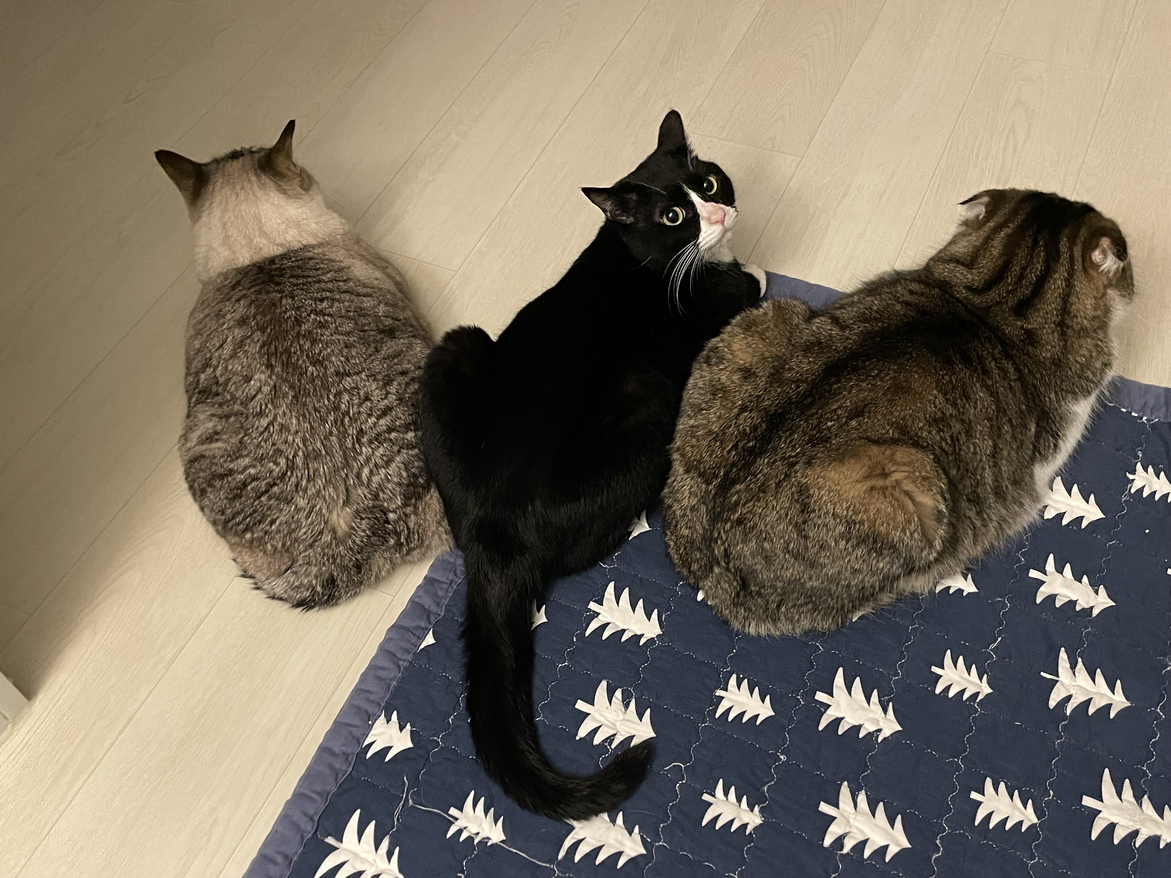 설이 (구, 쮸니) 입양 1년 후기