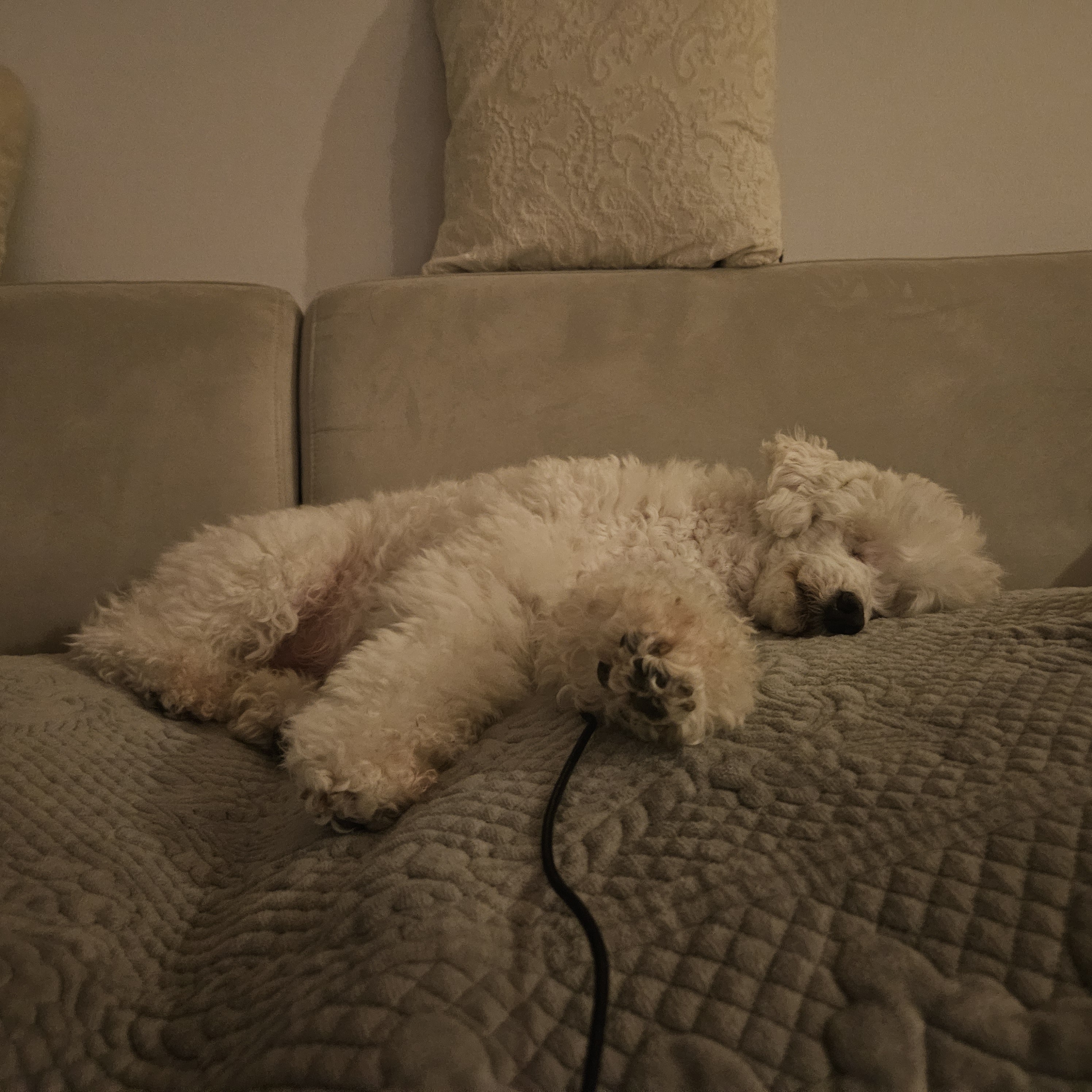 보령빛돌이(송이)소식