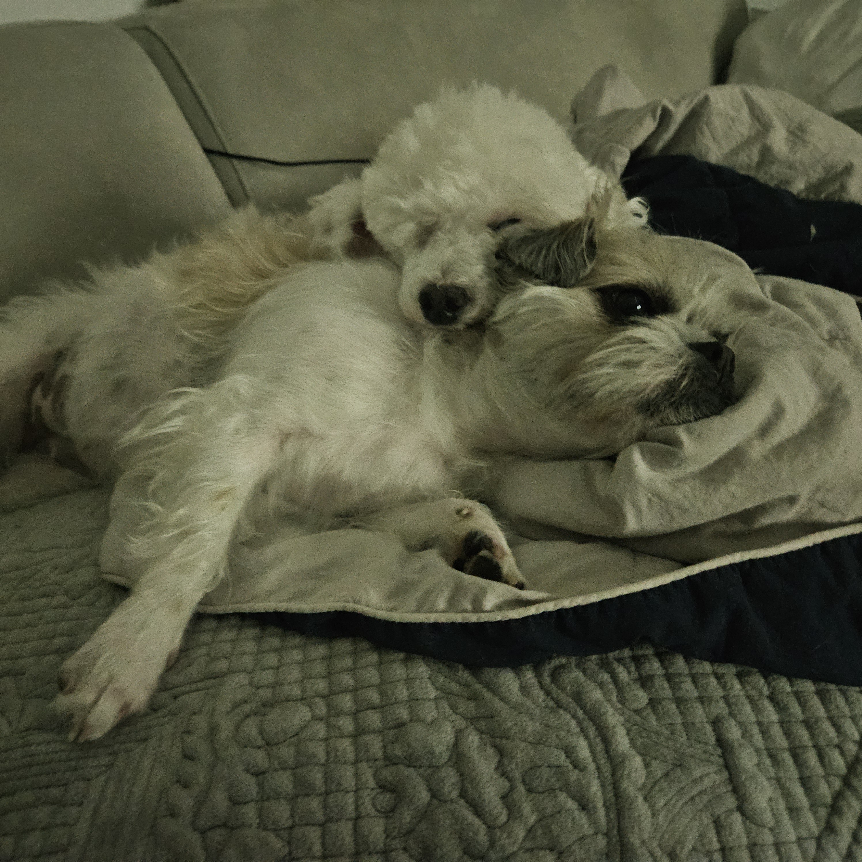 보령빛돌이(송이)소식