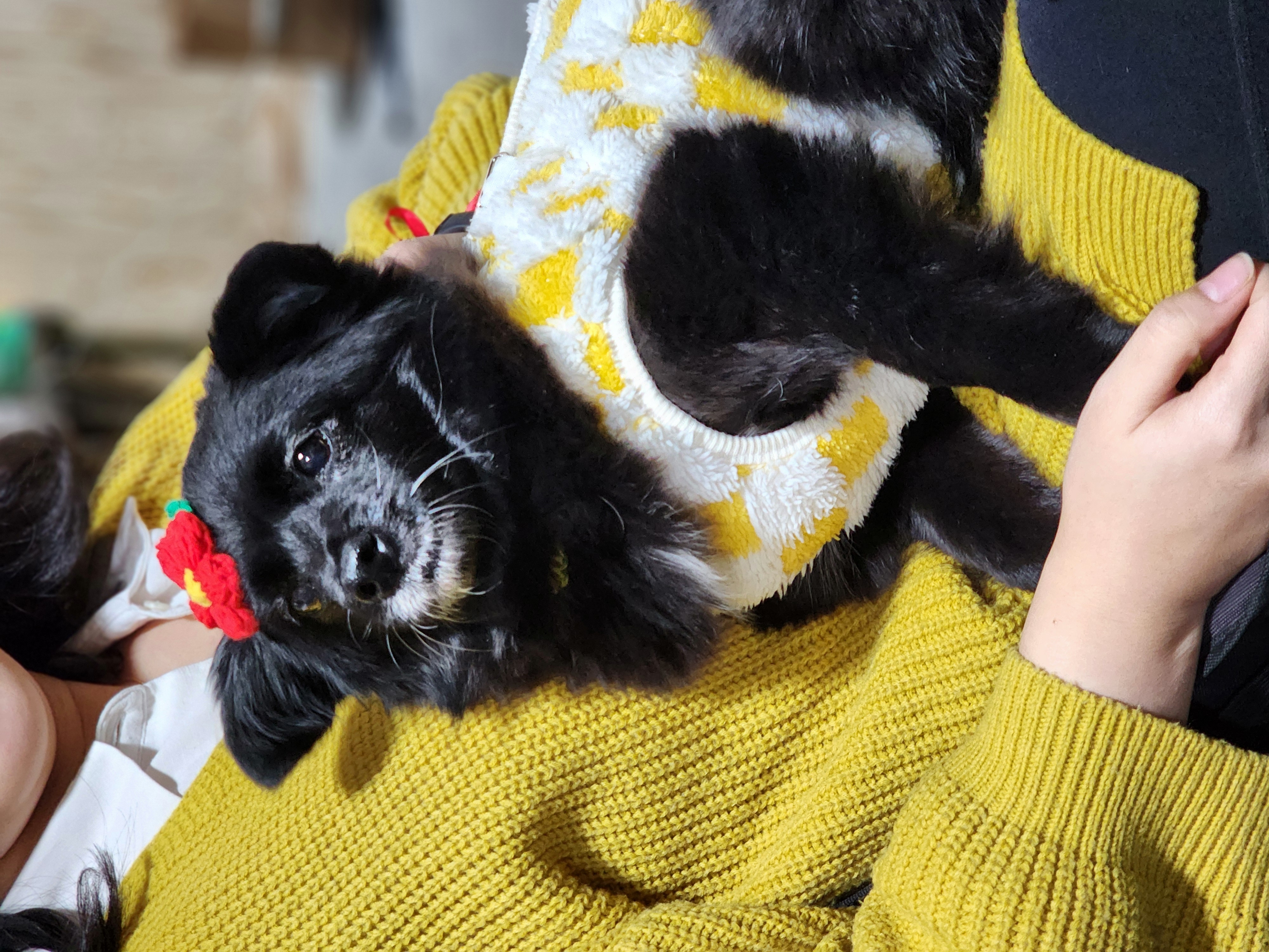 나오미 입양, 벌써 1년이 지났네요