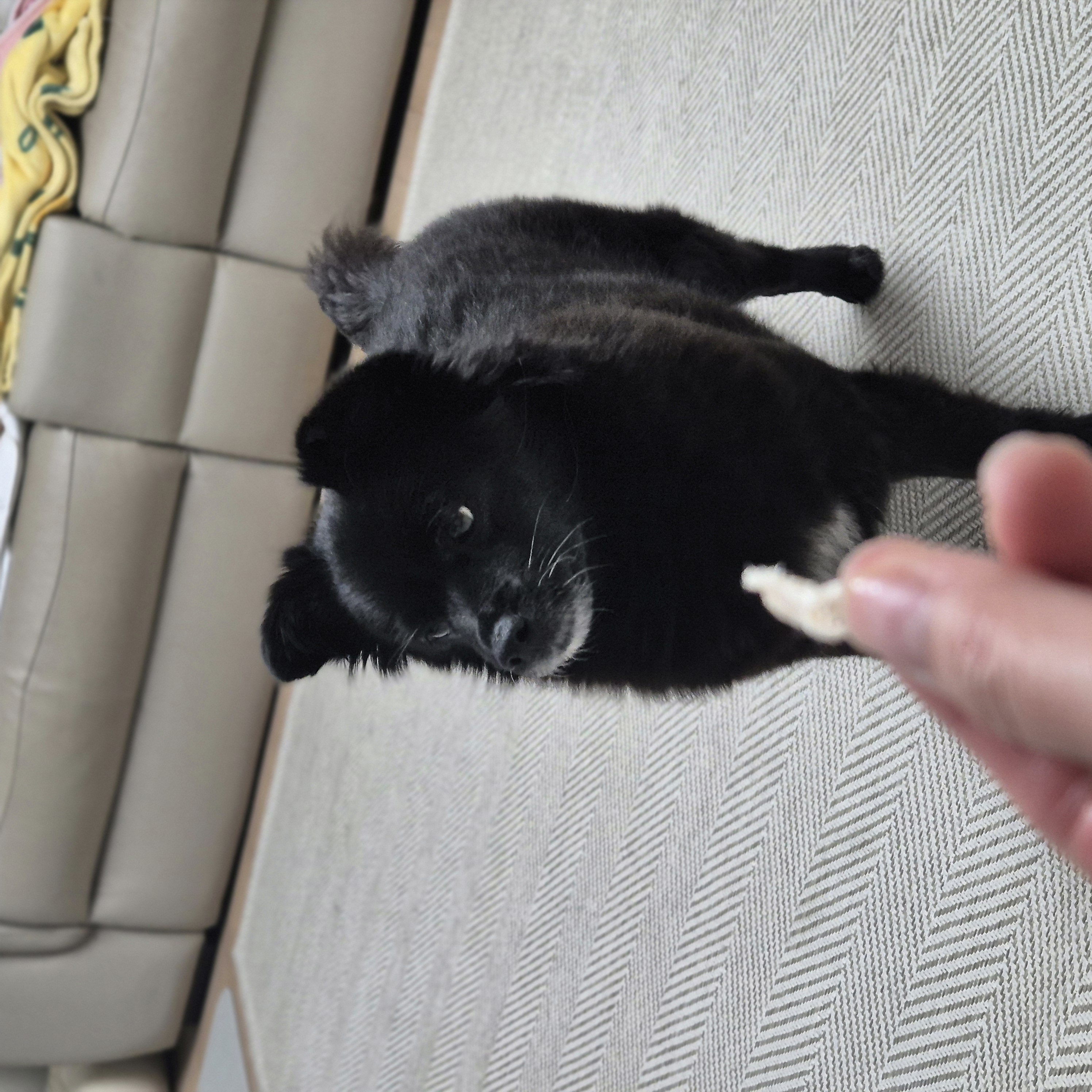 나오미 입양, 벌써 1년이 지났네요