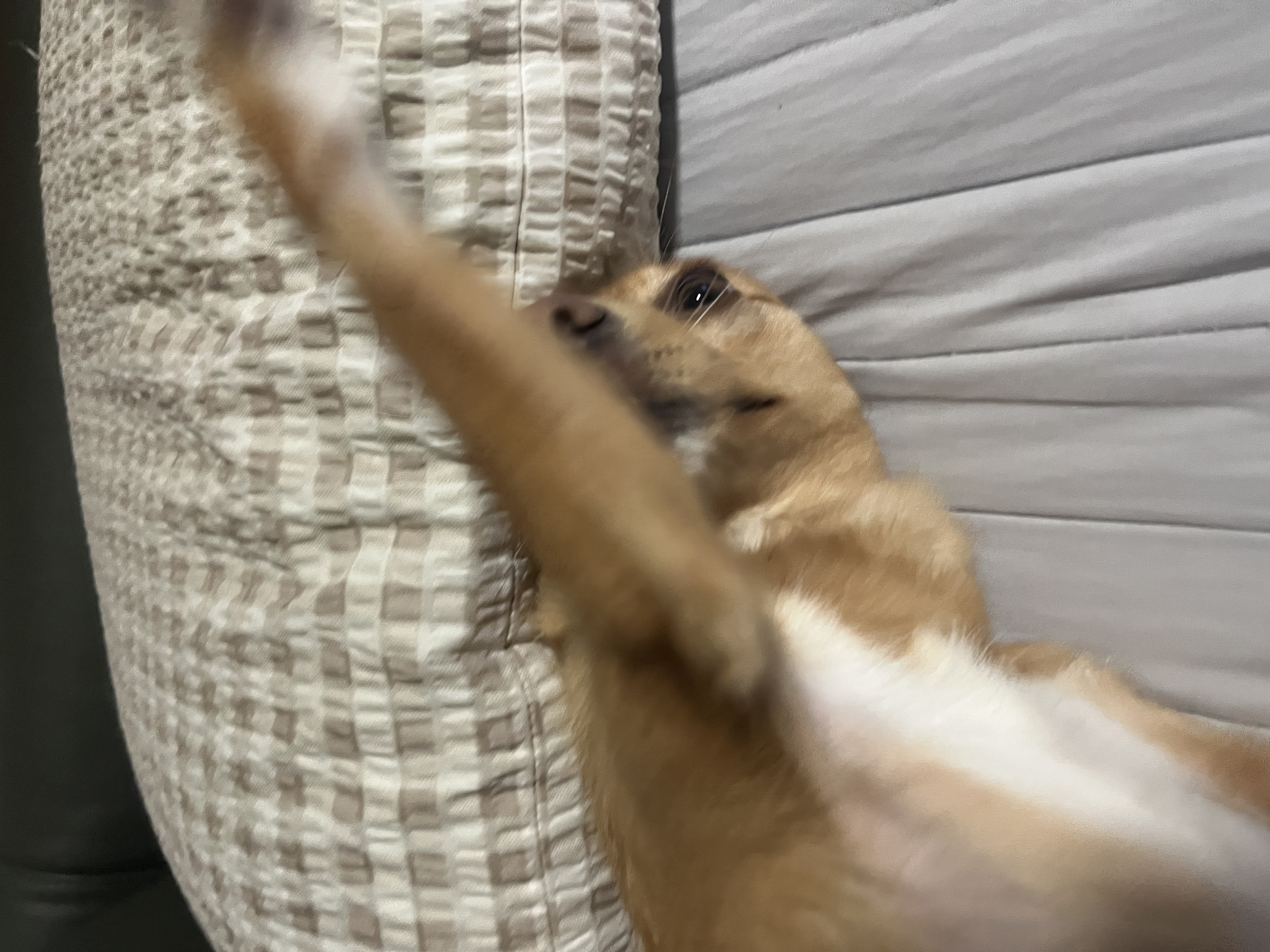 뽀또(이포)의 행복한 막내일기 <5>