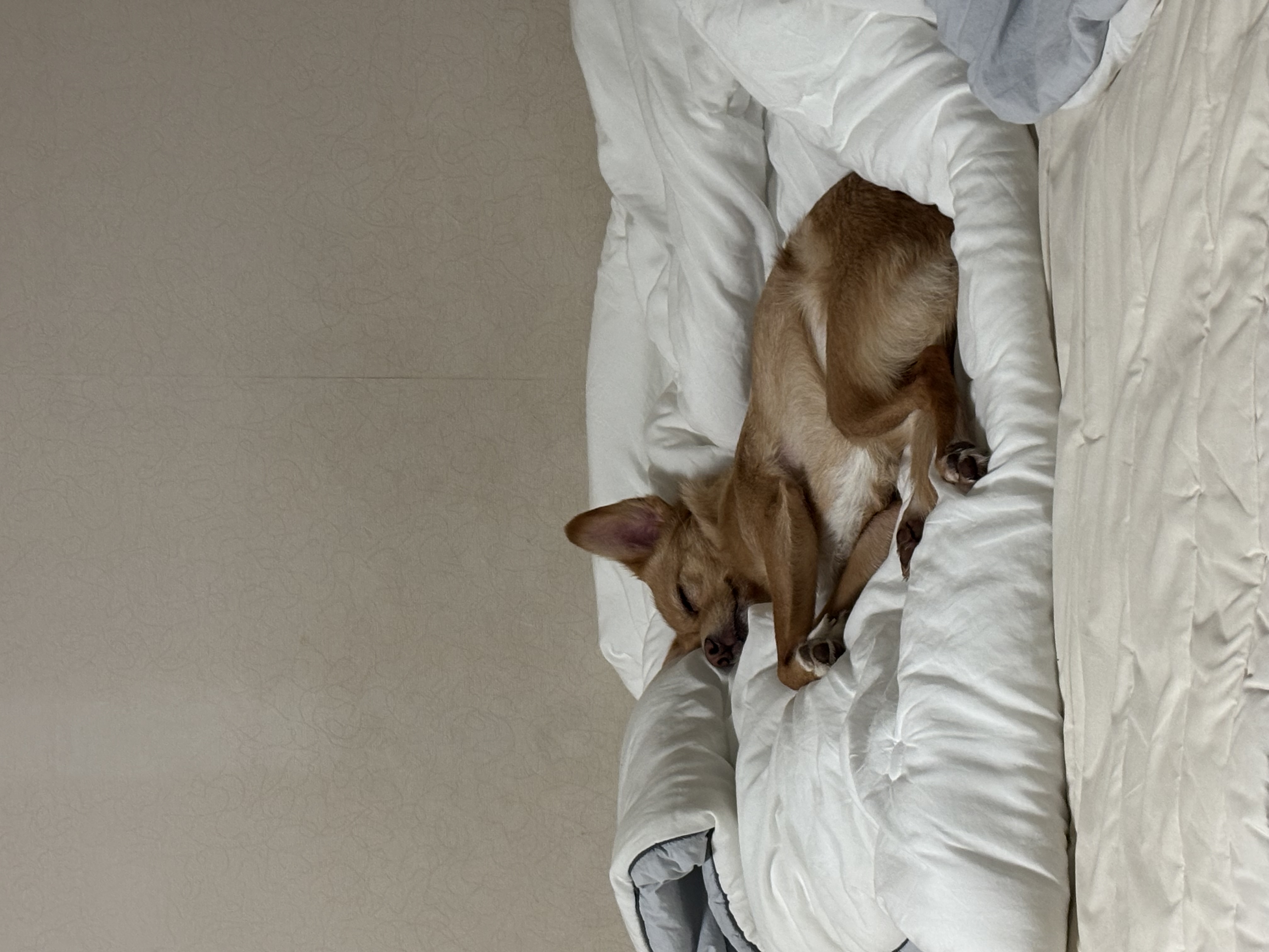 뽀또(이포)의 행복한 막내일기 <5>