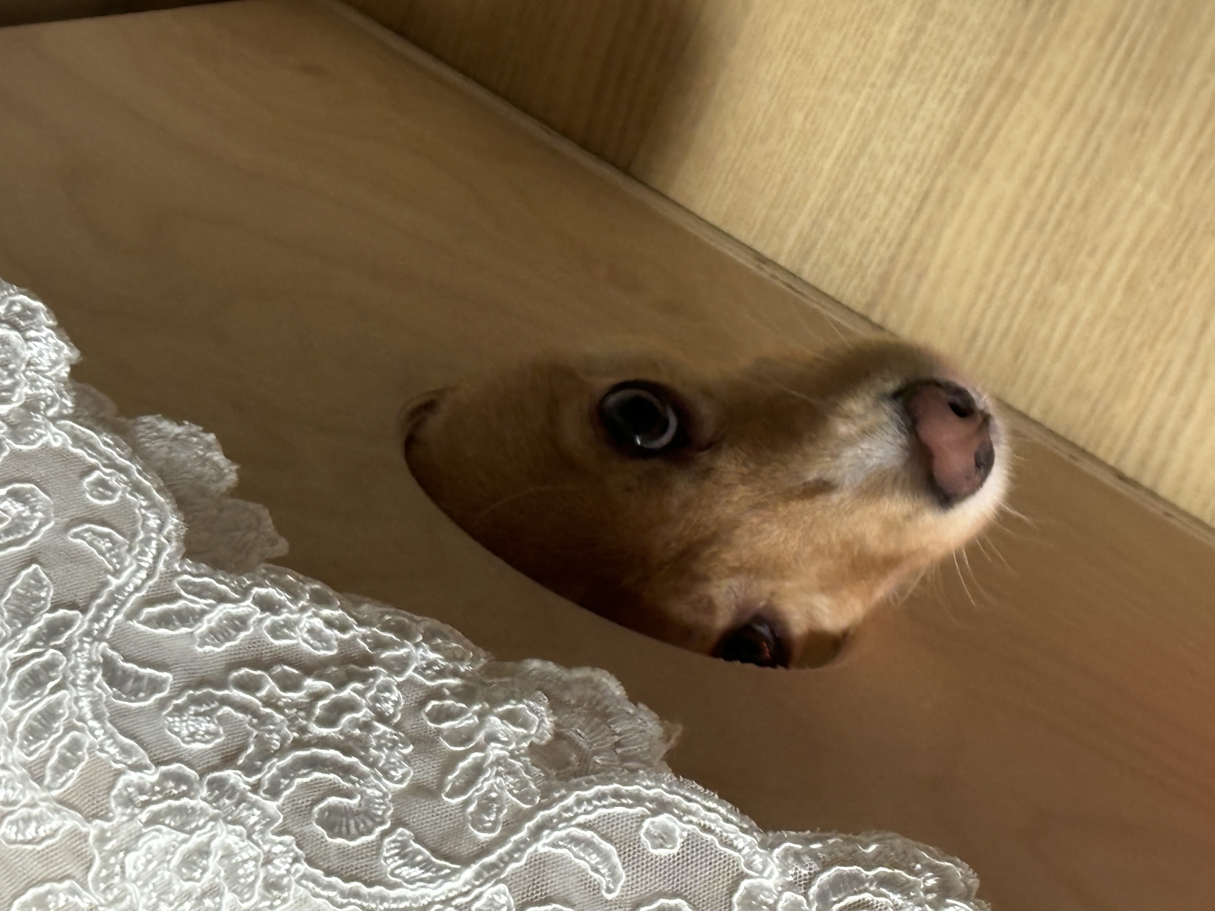 뽀또(이포)의 행복한 막내일기 <5>