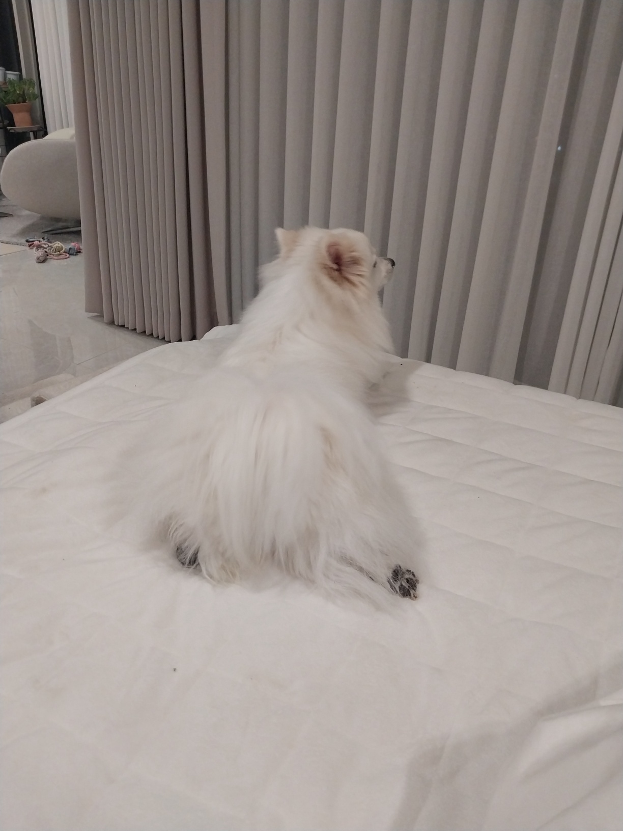 하니 ( 꼬야) 의 치명적인 뒤태...